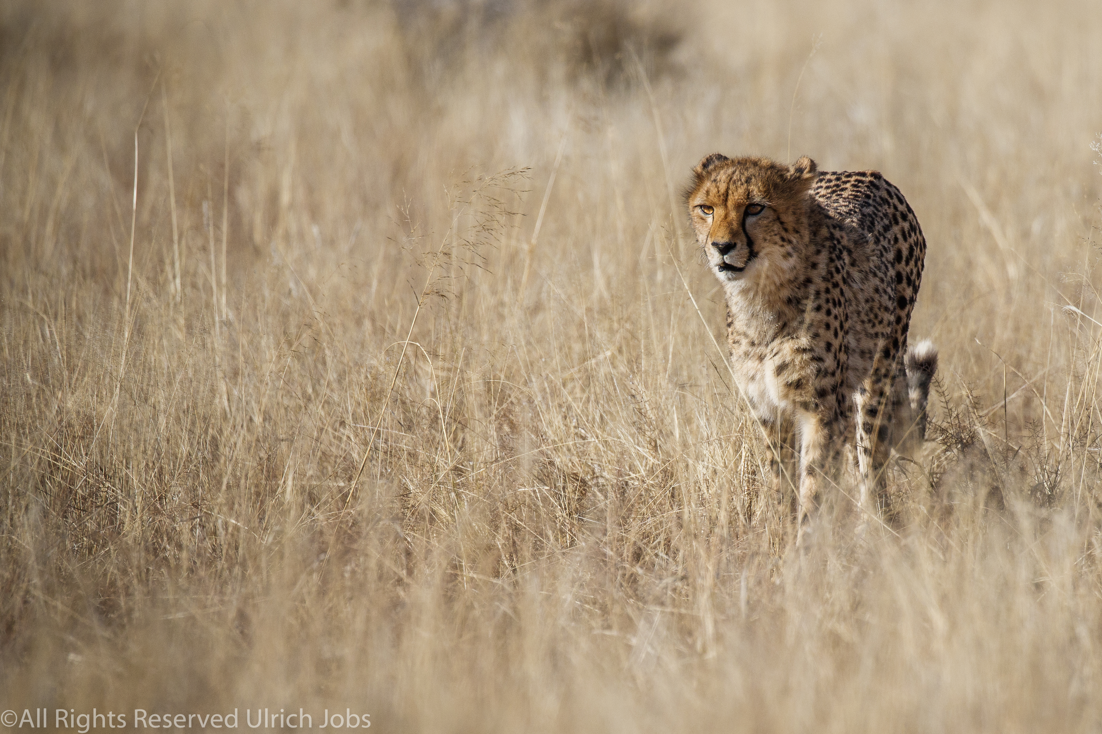 20170704Naankuse0169