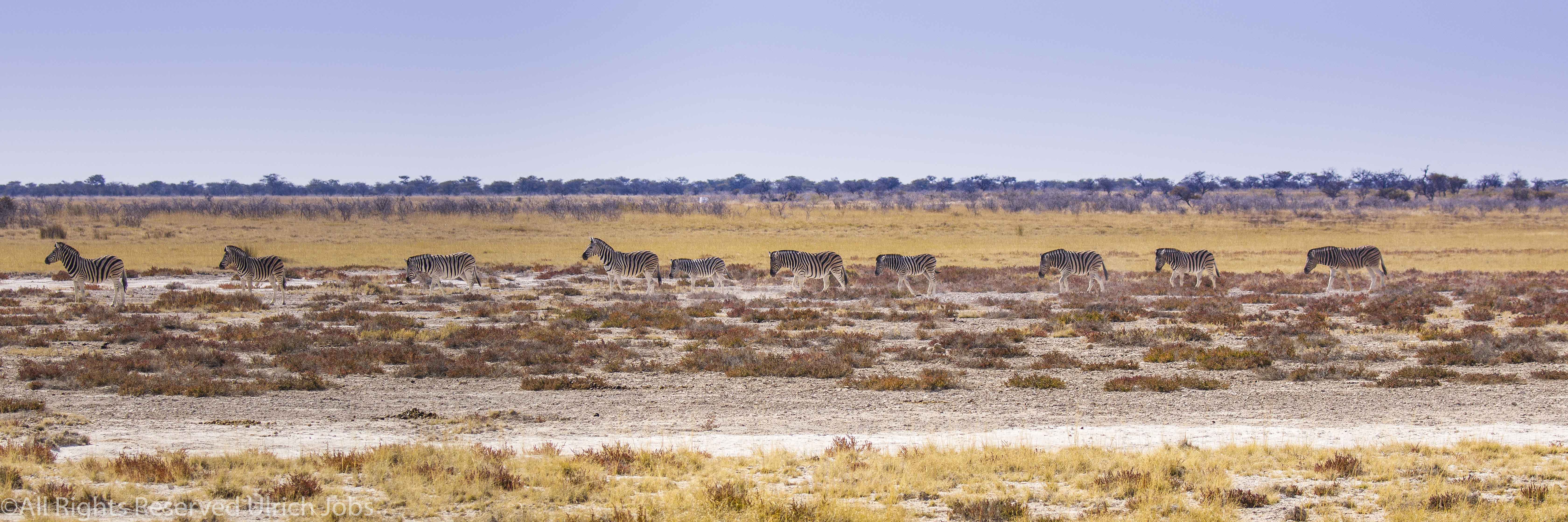 20170726Etosha0050