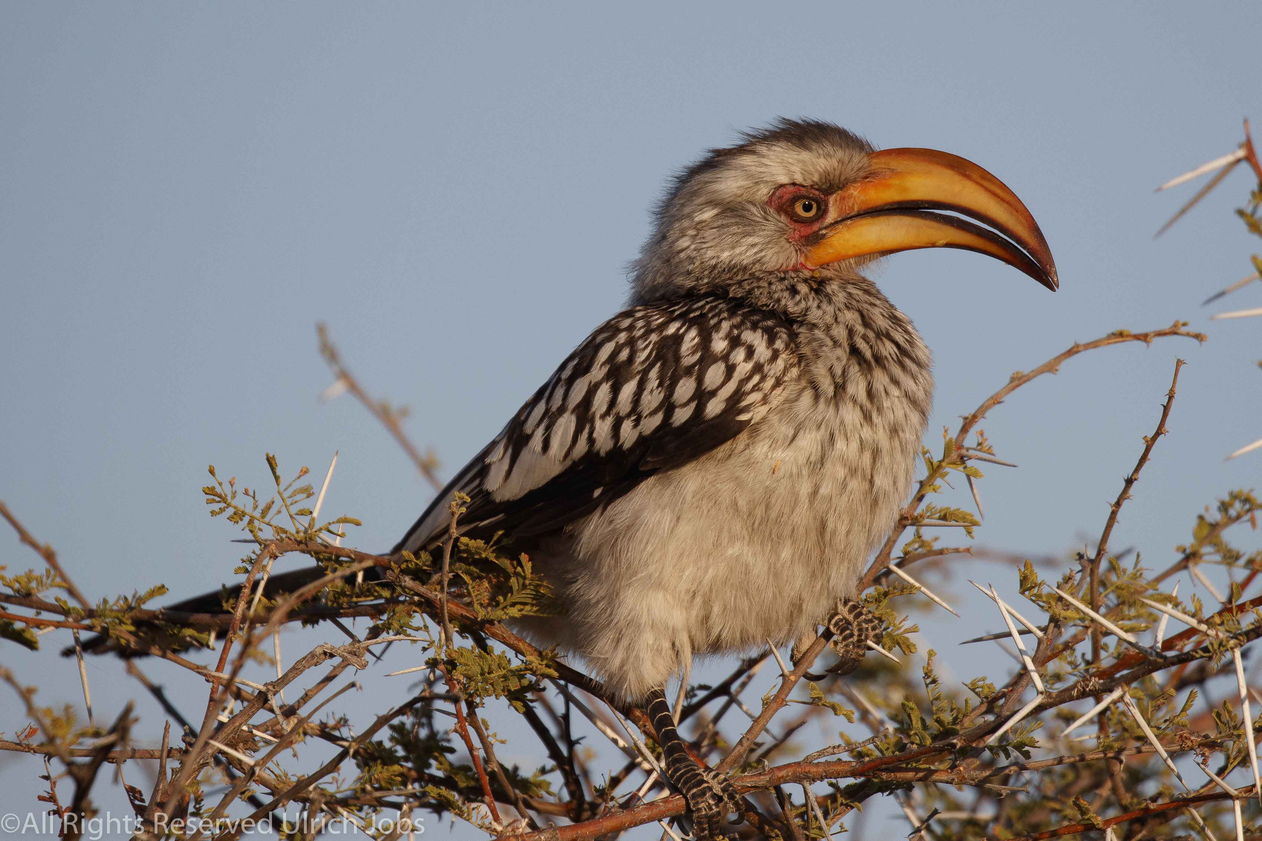 20170726Etosha0115