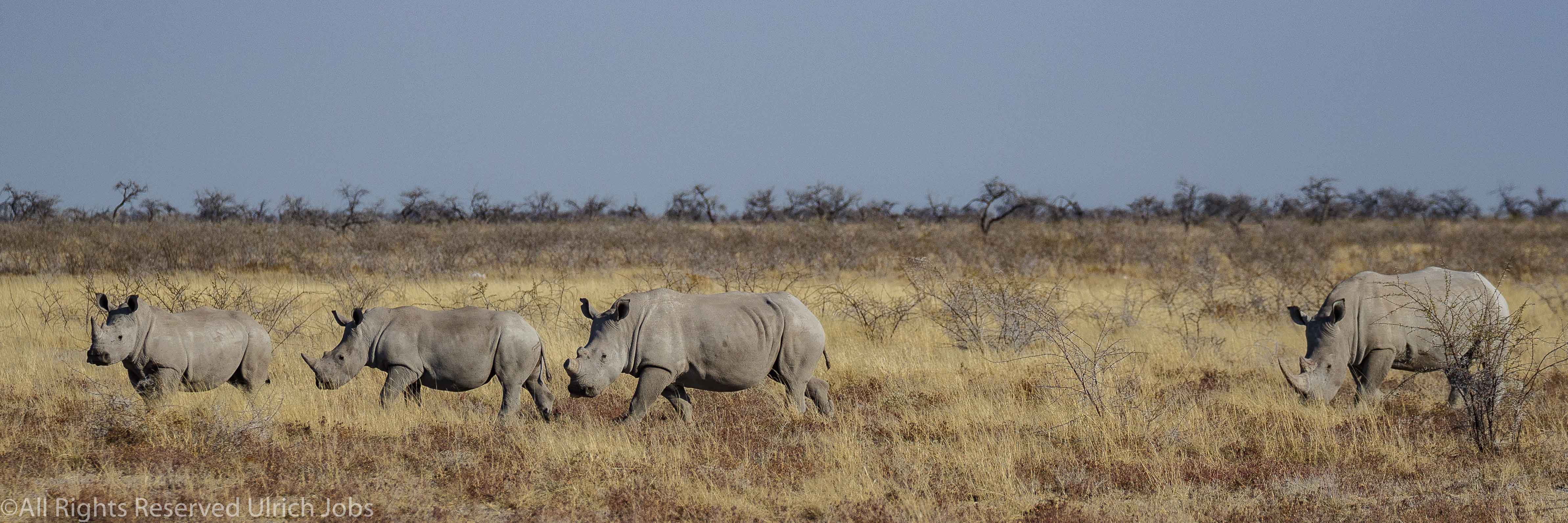 20170726Etosha0131