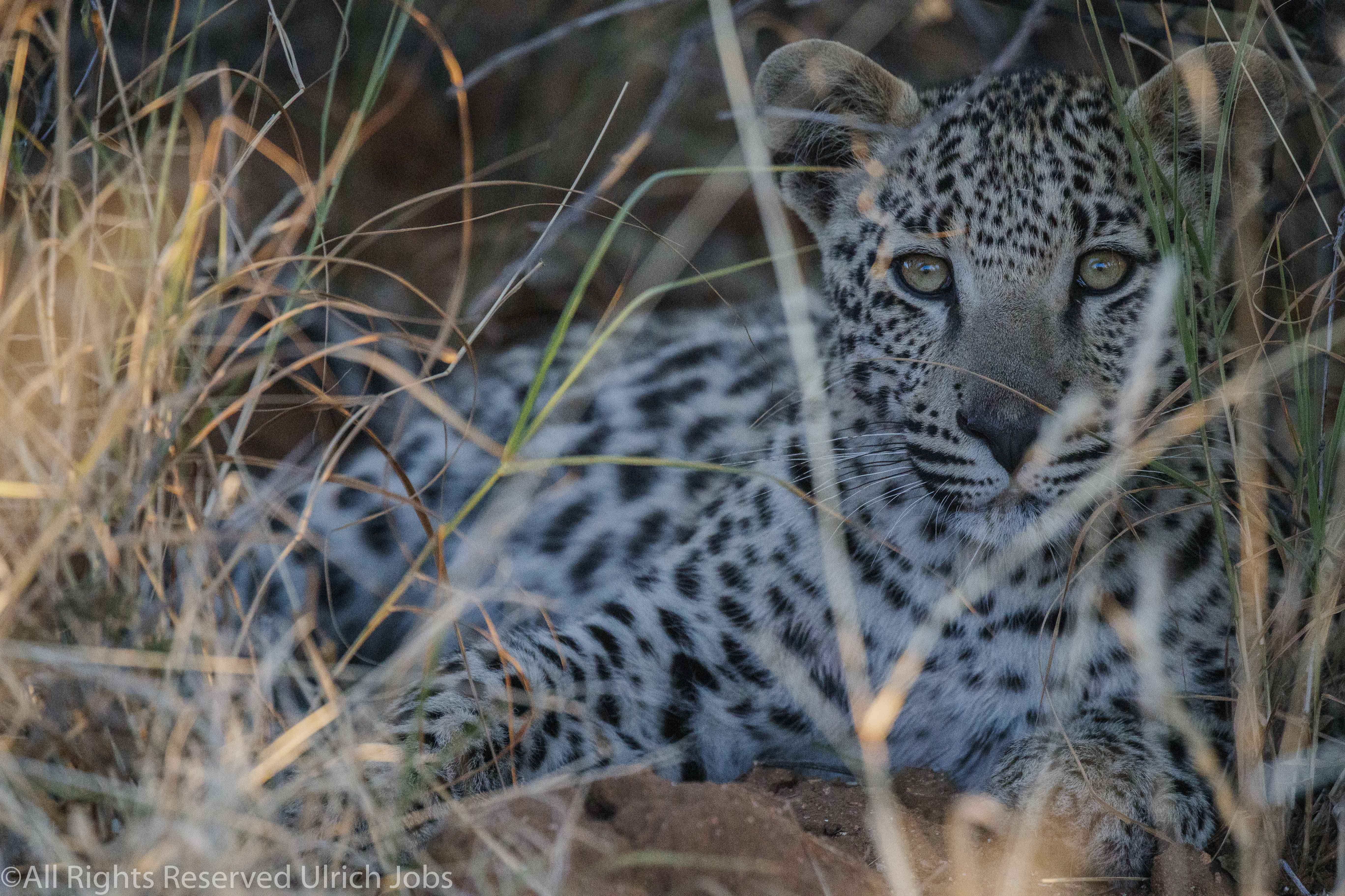 20170727Okonjima0004