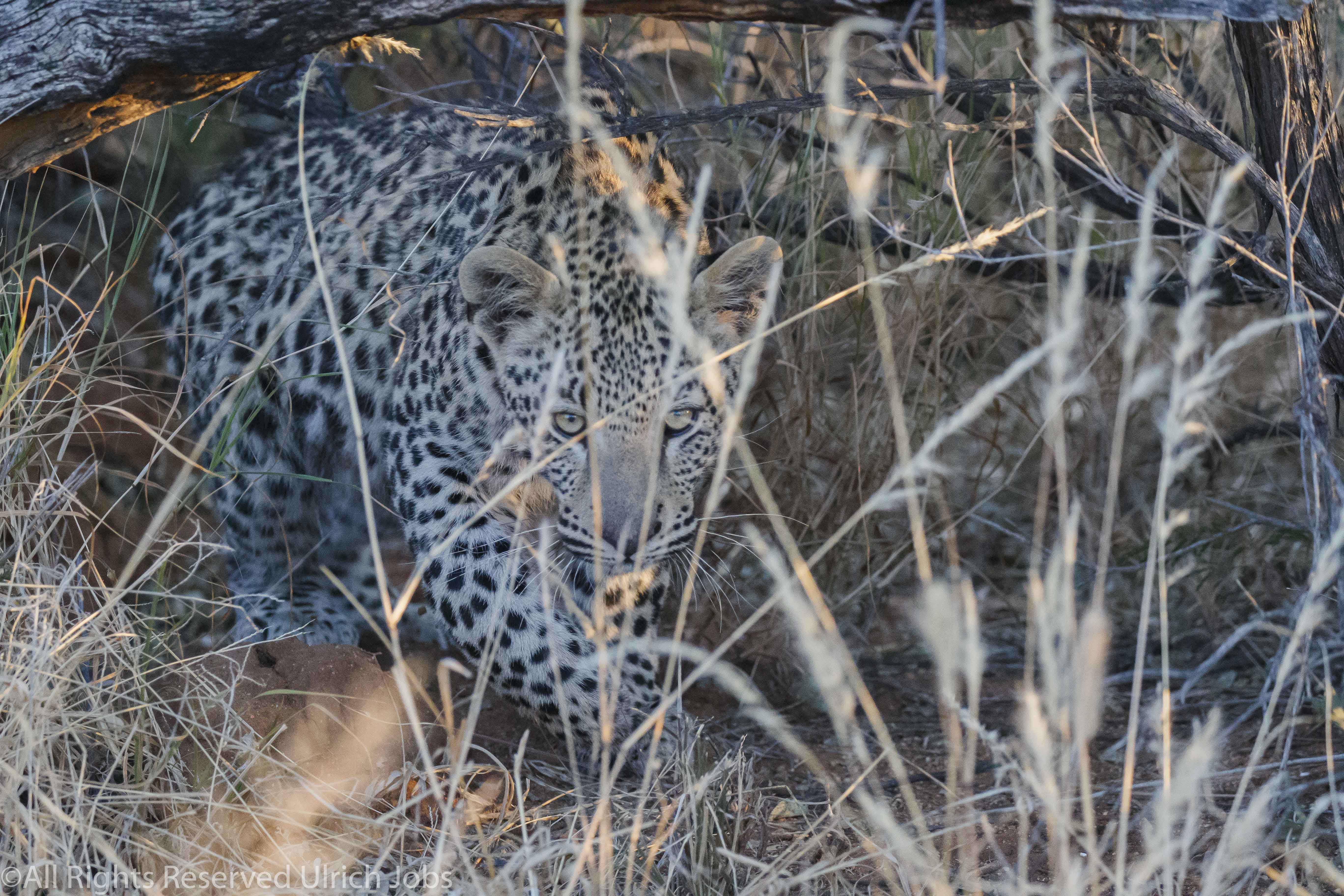 20170727Okonjima0006