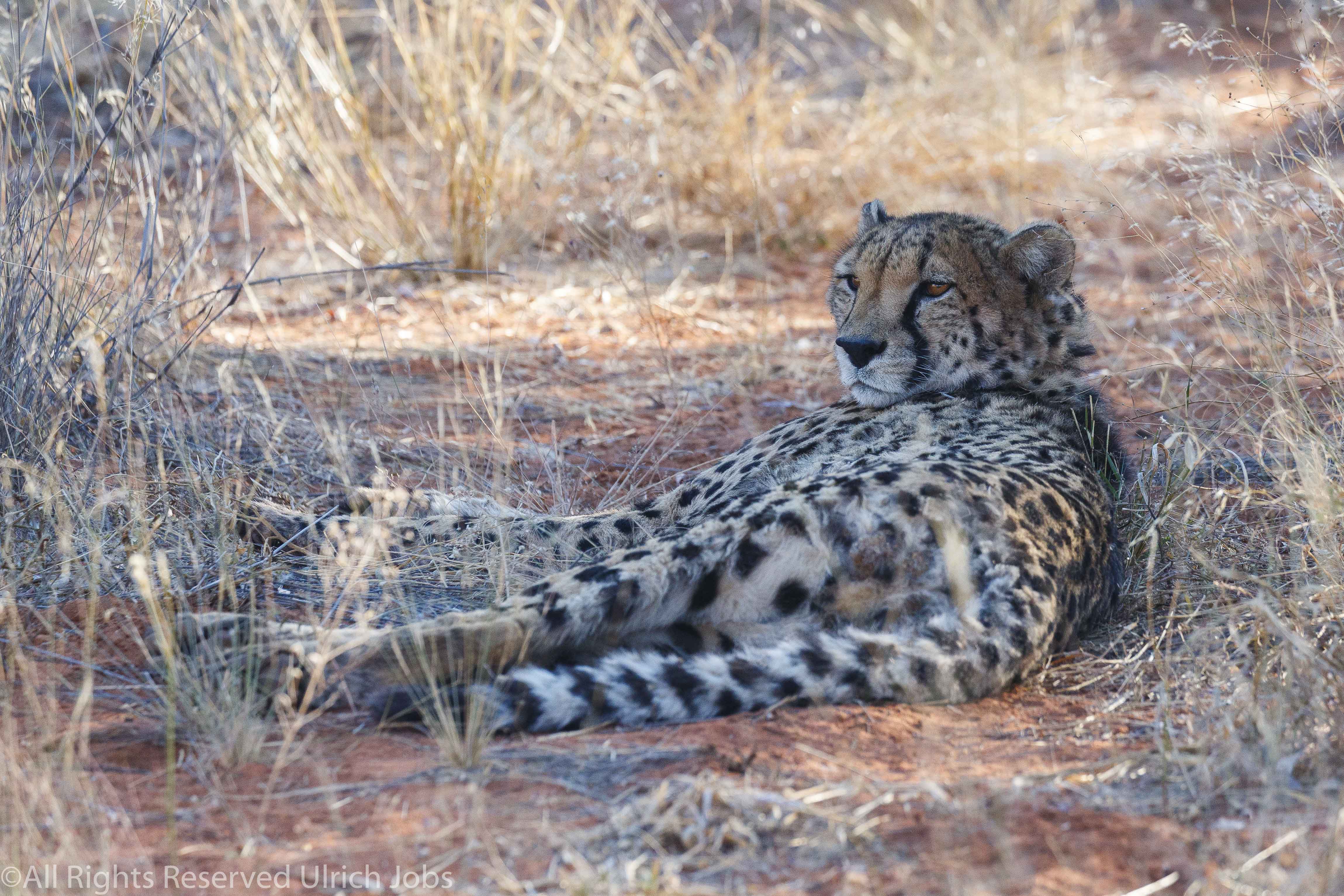 20170728Okonjima0032