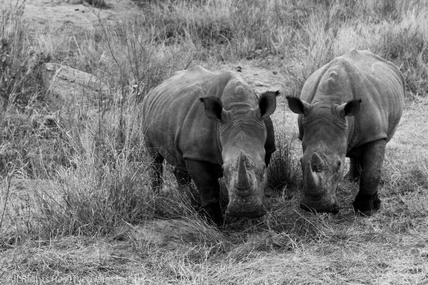 20170817GardenRoute_Kruger0166