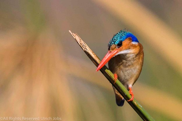 20170823UJ-Botswana-ChobeSafari0005