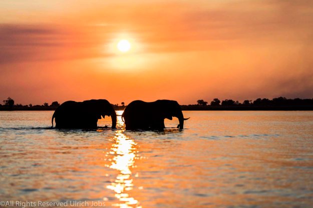 20170824UJ-Botswana-ChobeSafari0013