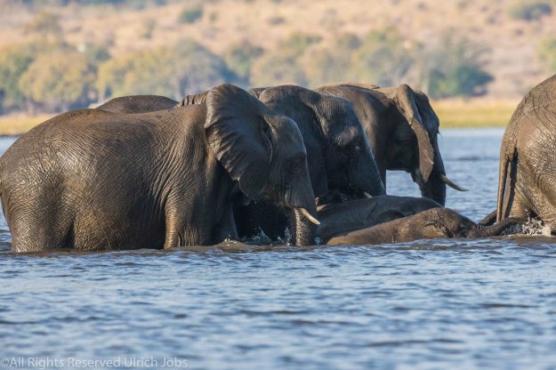 20170825UJ-Botswana-ChobeSafari0063