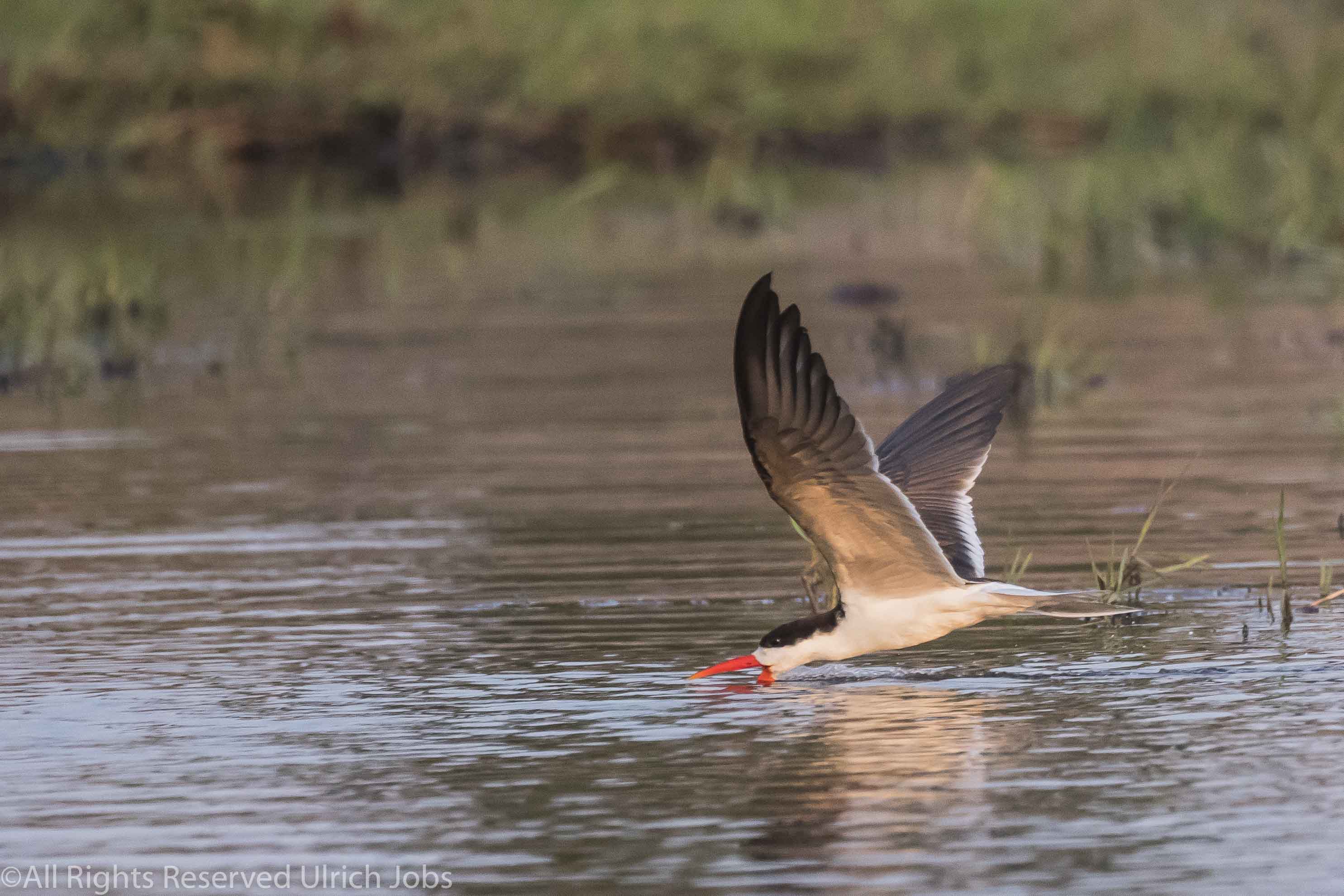 20170826UJ-Botswana-ChobeSafari0061