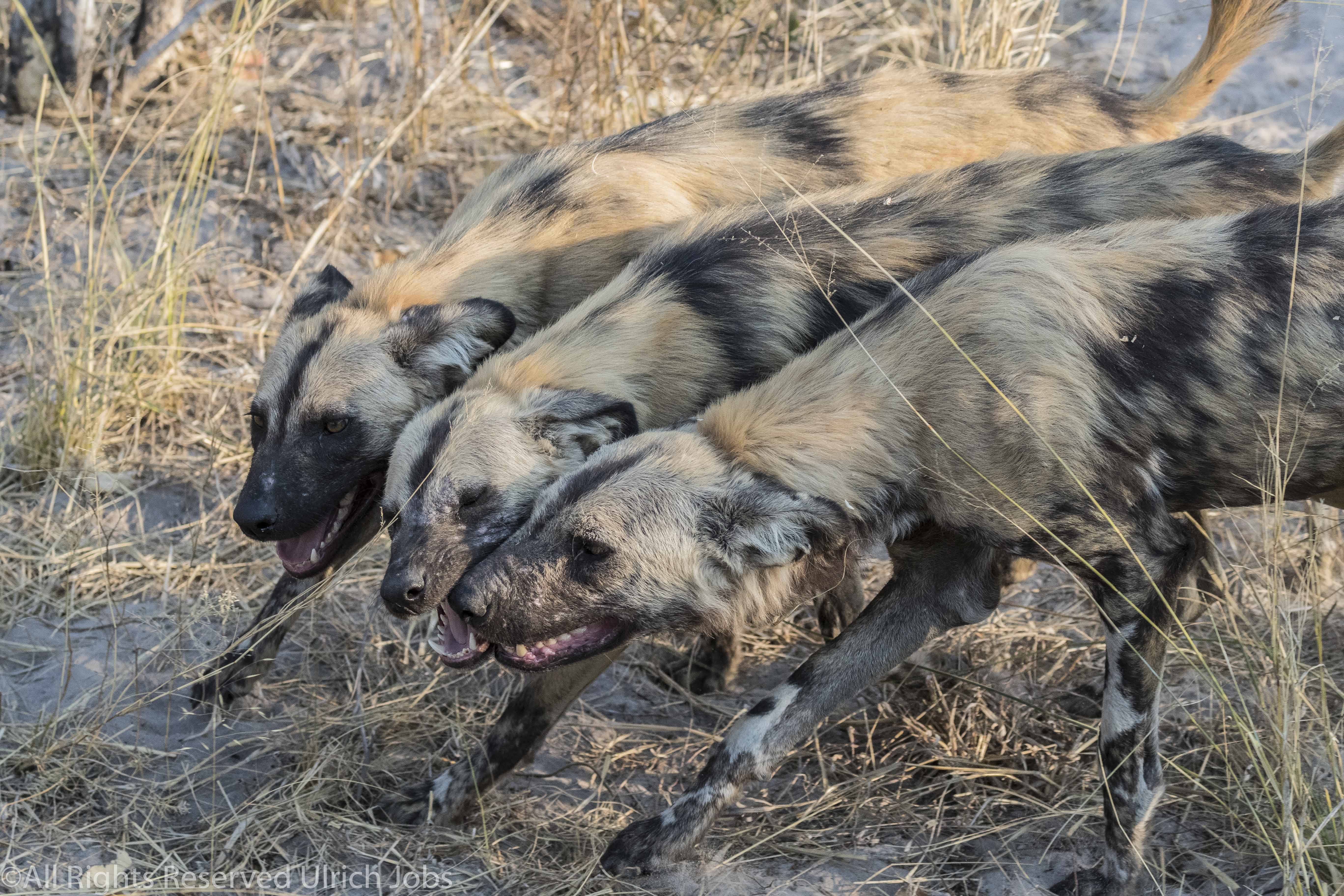 20170828UJ-Botswana-Shinde0004