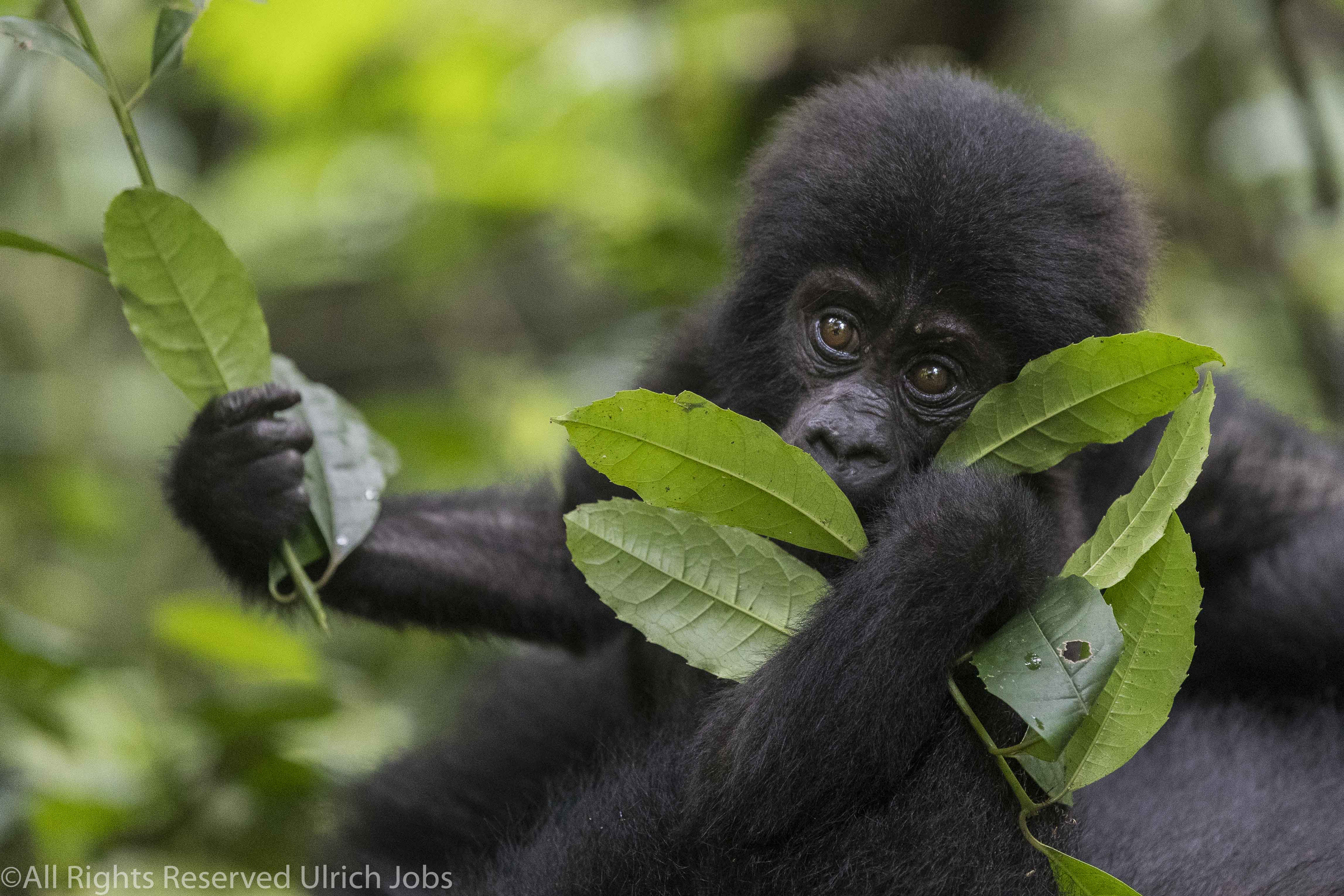 20170905UJ-UGANDA-Bohuma0015