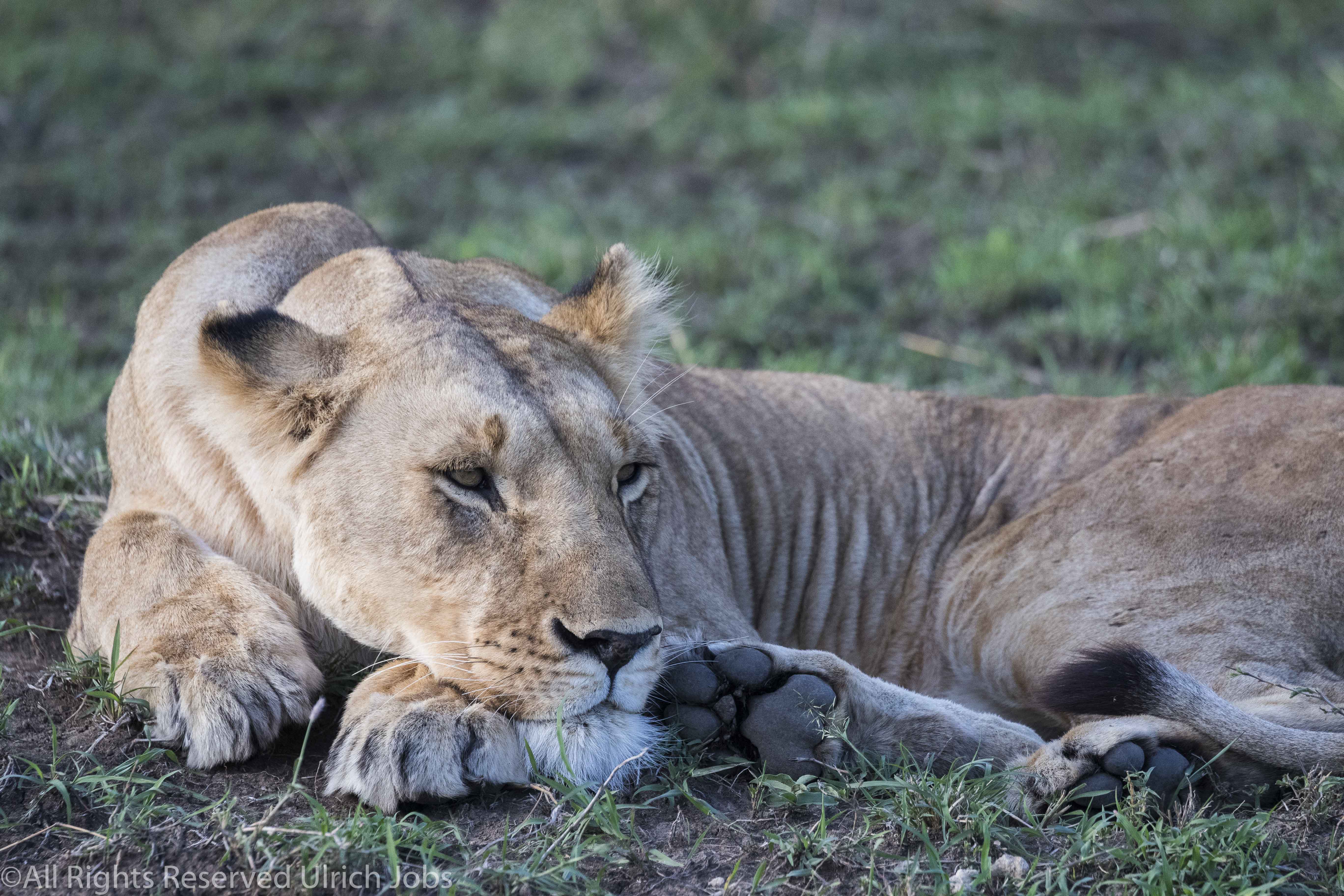 20170909UJ-Kenya-MaraBushCamp0018
