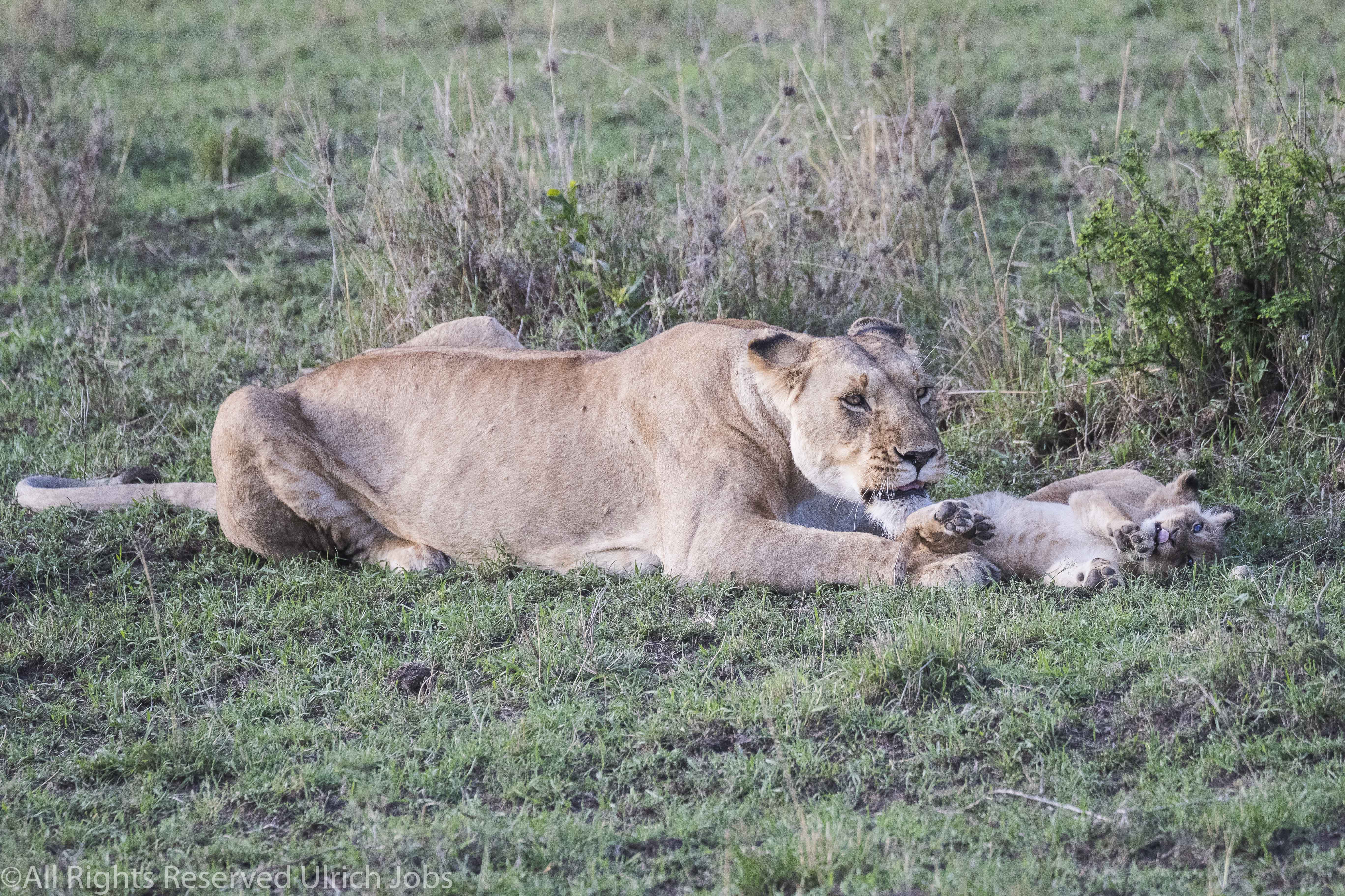 20170909UJ-Kenya-MaraBushCamp0036
