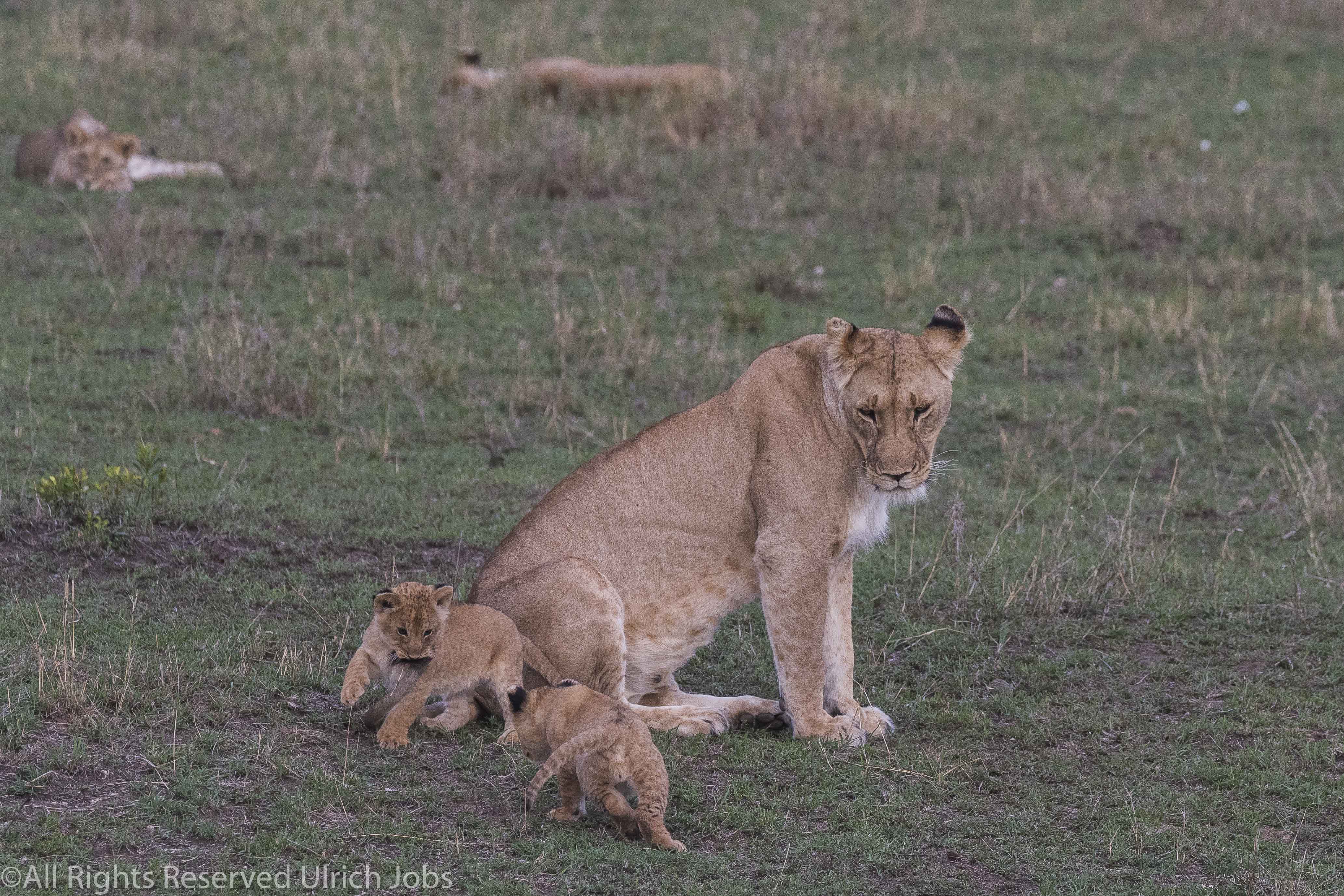 20170909UJ-Kenya-MaraBushCamp0058