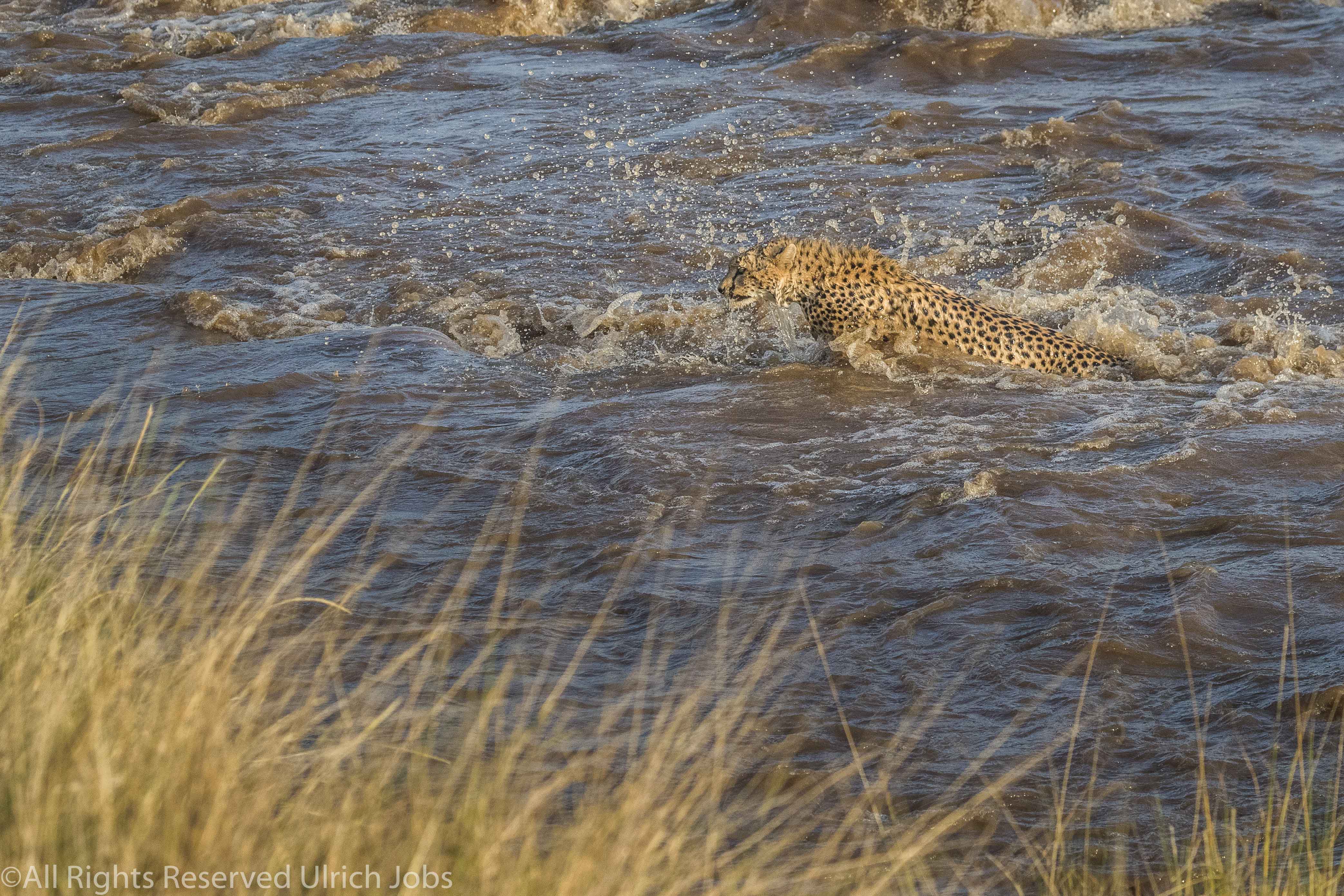 20170911UJ-Kenya-MaraBushCamp0017-2