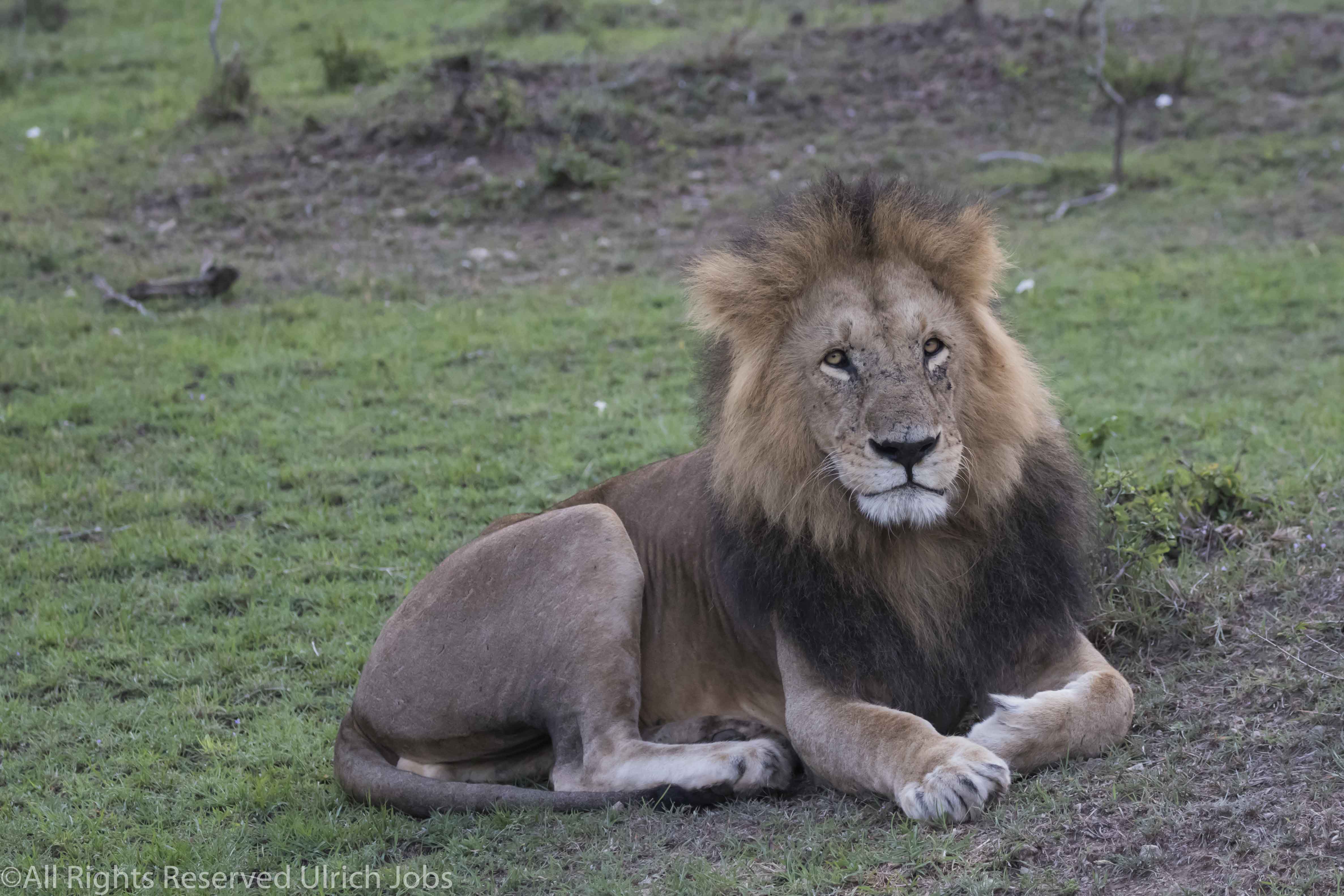 20170912UJ-Kenya-MaraBushCamp0042