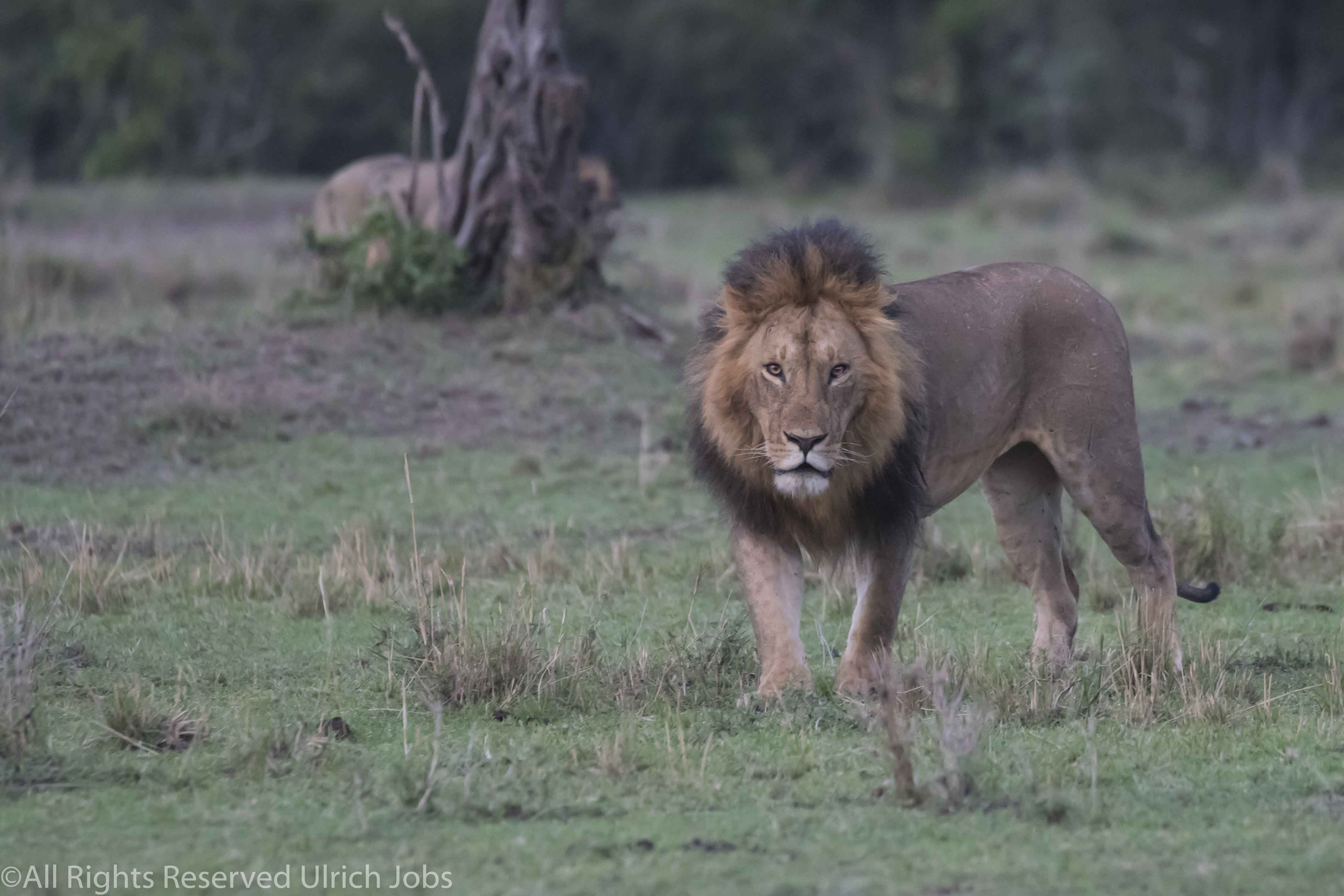 20170913UJ-Kenya-MaraBushCamp0018