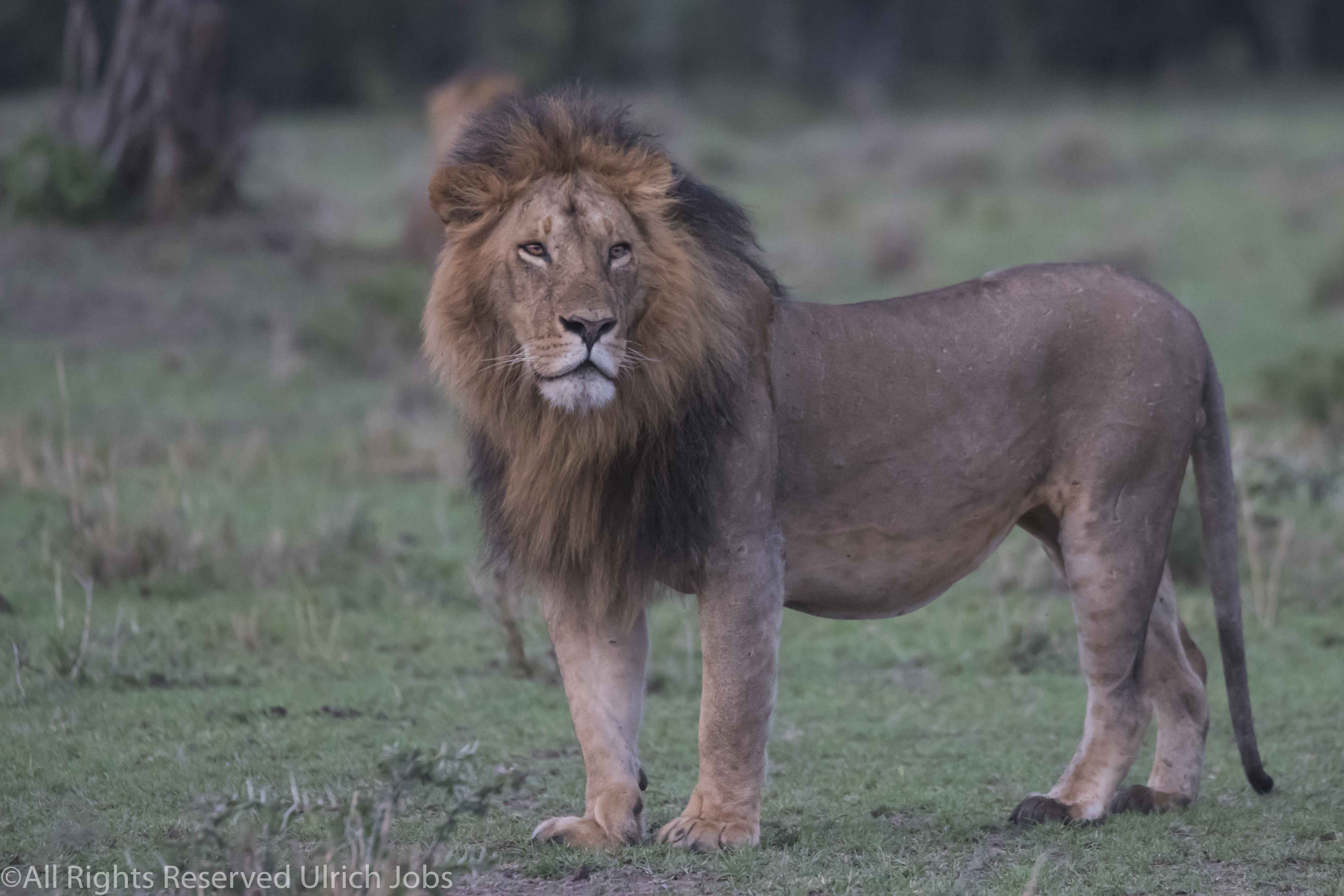20170913UJ-Kenya-MaraBushCamp0024