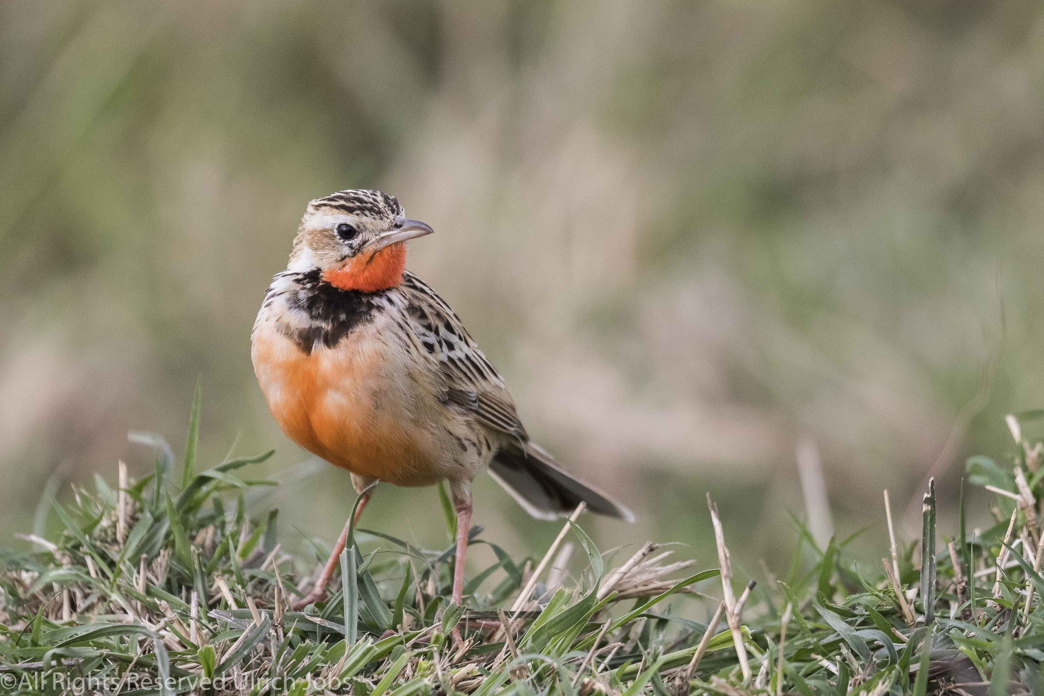 20170913UJ-Kenya-MaraBushCamp0055