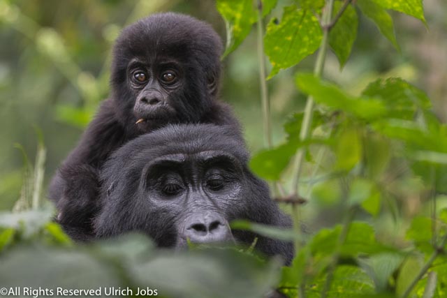 20170904UJ-UGANDA-Bohuma0010-2
