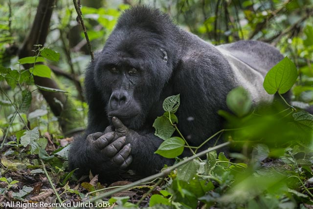 20170905UJ-UGANDA-Bohuma0029