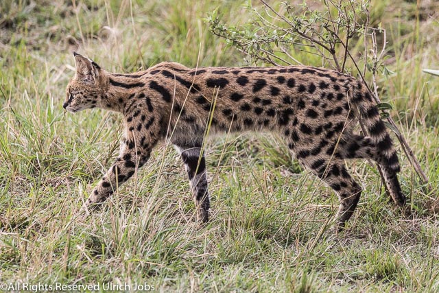 20170910UJ-Kenya-MaraBushCamp0008