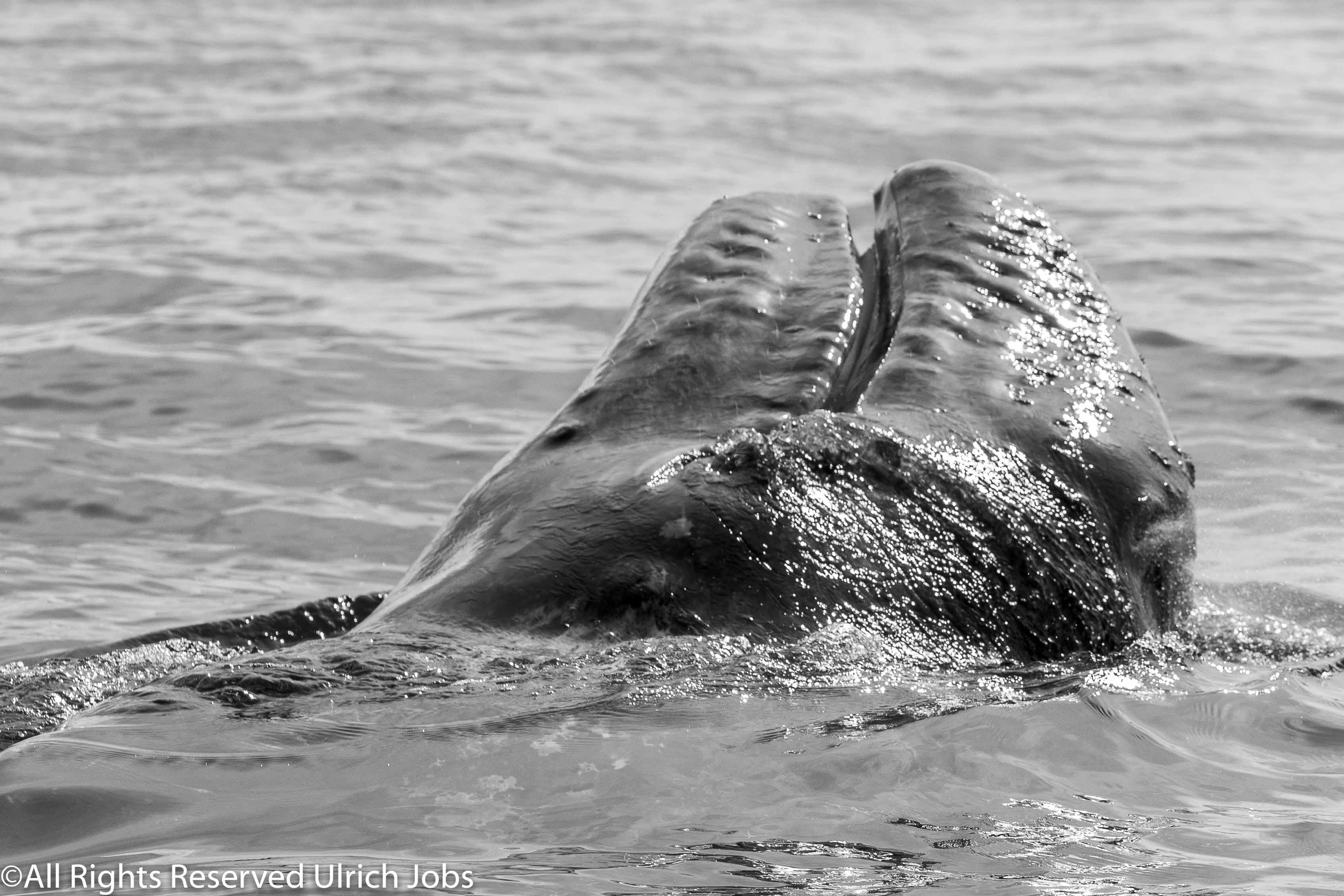 20180322_UJ_Baja_California_San_Ignacio_Bay_0351-2