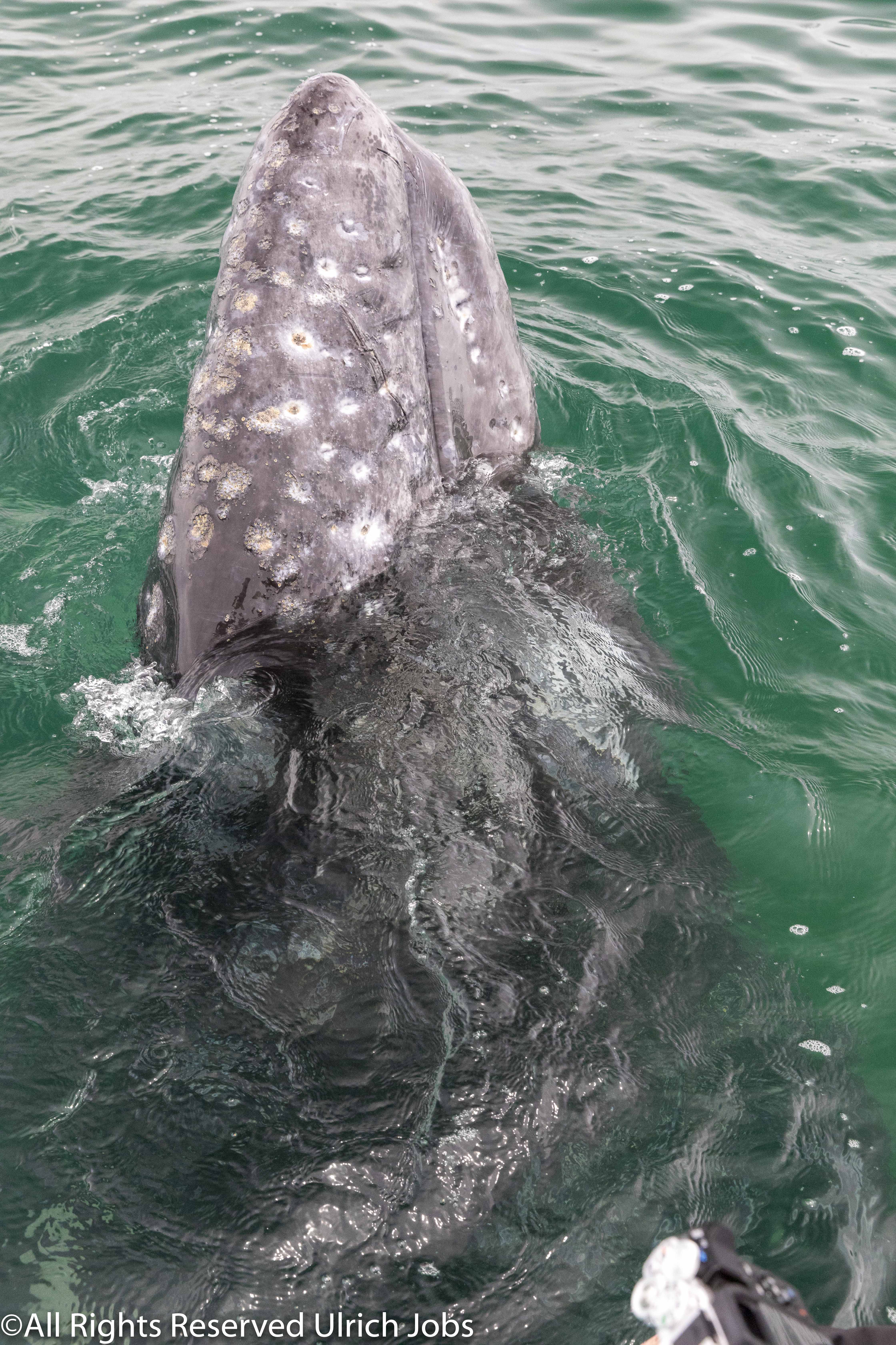 20180322_UJ_Baja_California_San_Ignacio_Bay_0455