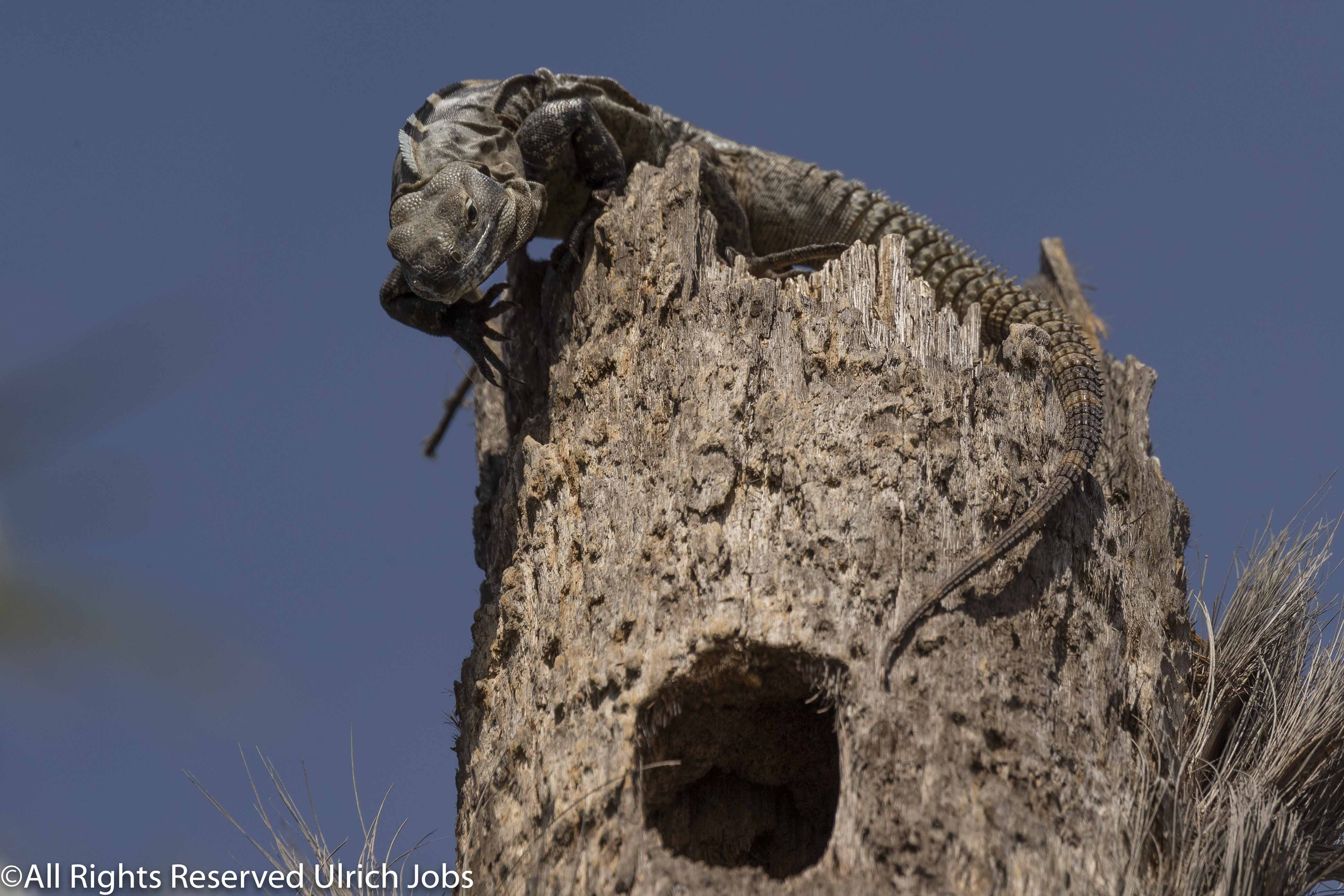 20180324_UJ_Baja_California_San Jose_0094