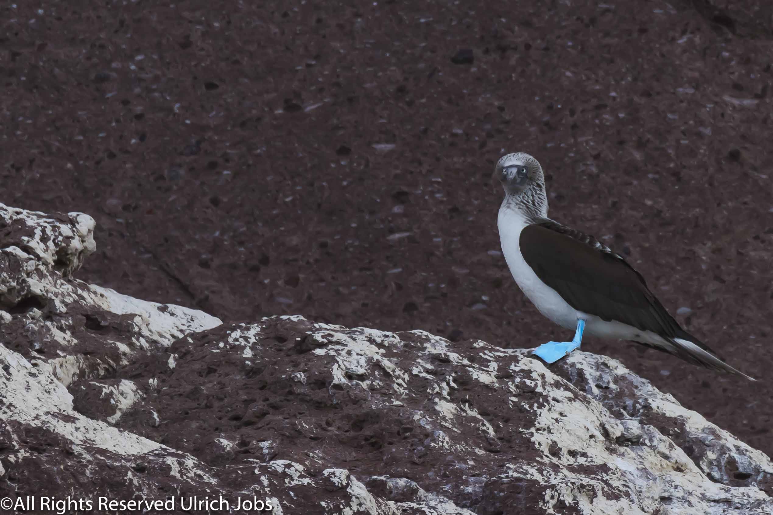 20180325-0181-BajaCalifornia-Los Islotes