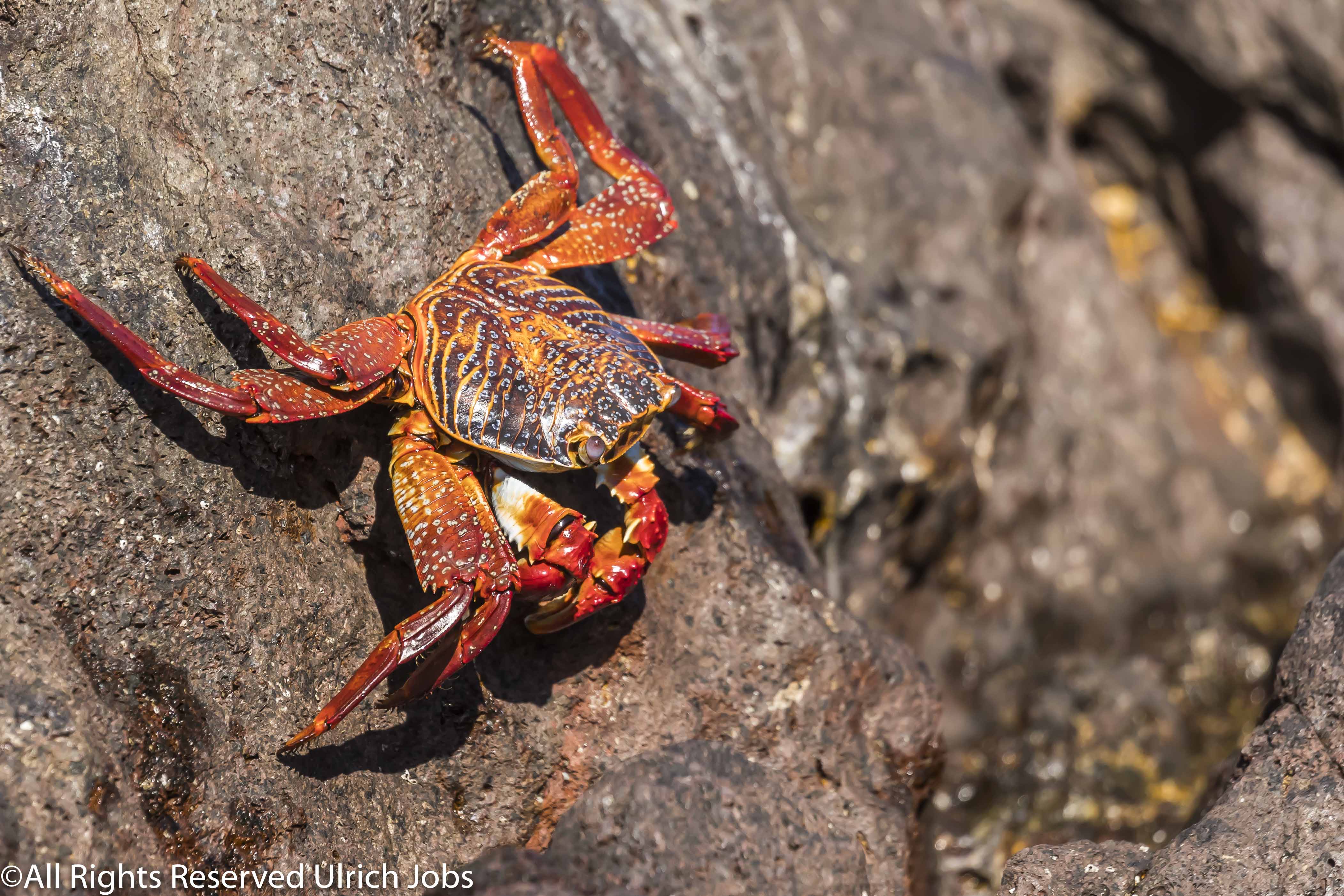 20180327_UJ_Baja_California_Isla San Ildefonso_0004
