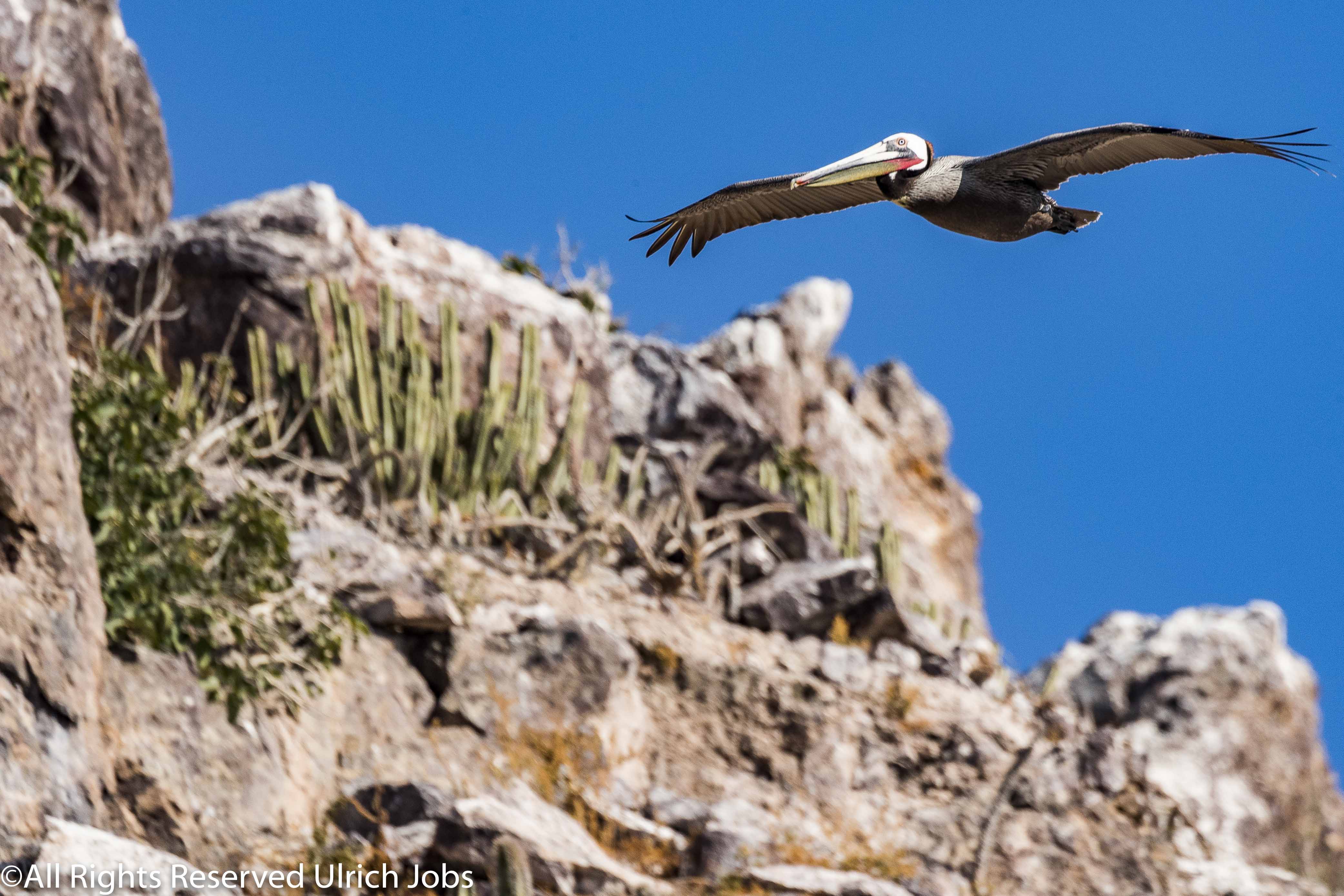20180327_UJ_Baja_California_Isla San Ildefonso_0009