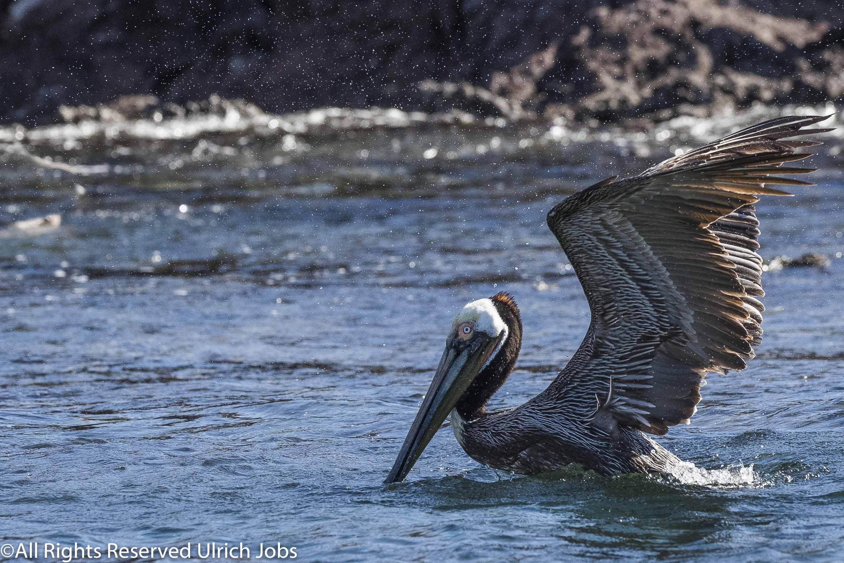 20180327_UJ_Baja_California_Isla San Ildefonso_0046
