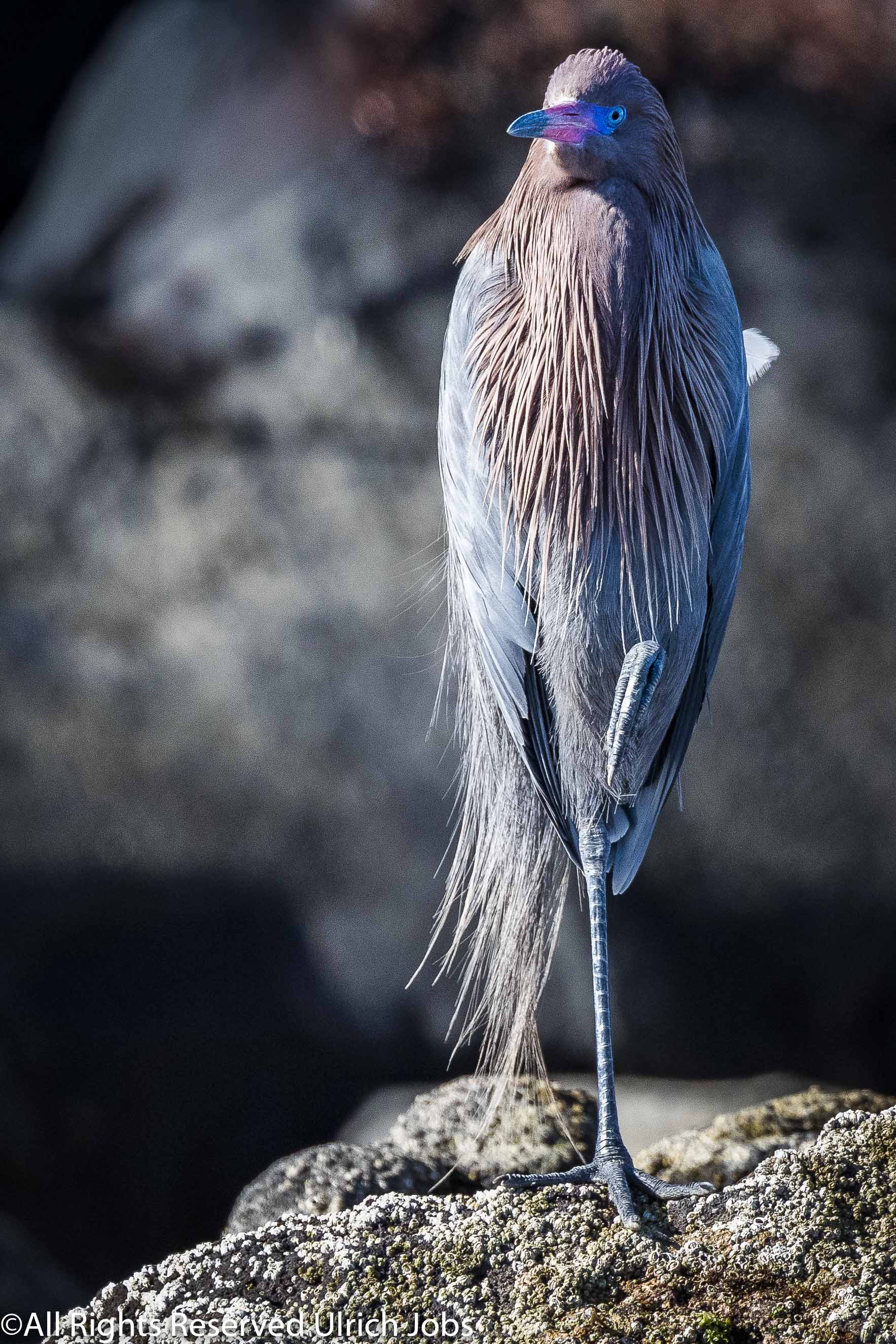 20180329_UJ_Baja_California_Isla Rasla_0017