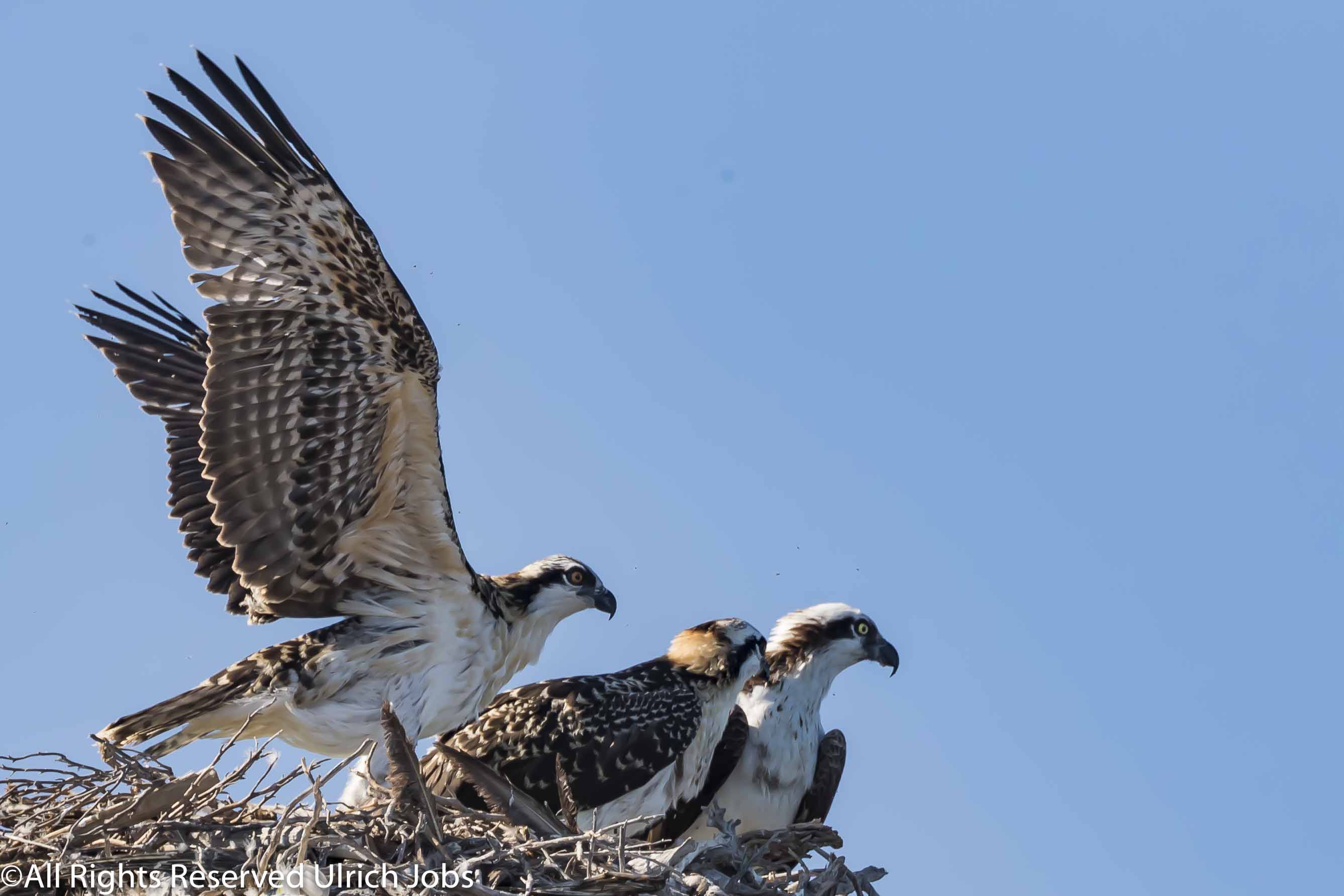 20180329_UJ_Baja_California_Isla Rasla_0029