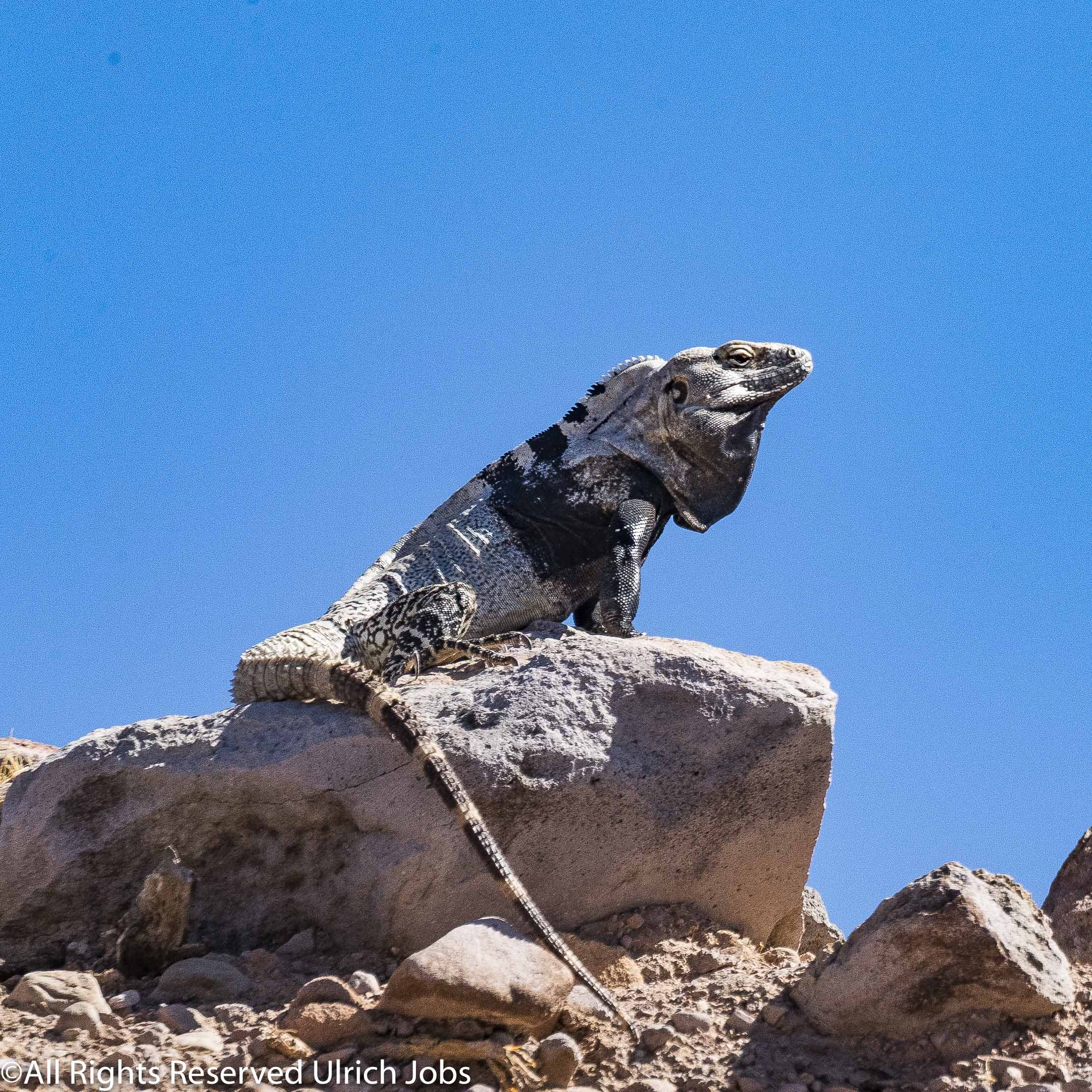 20180330_UJ_Baja_California_Isla San Esteban_0057