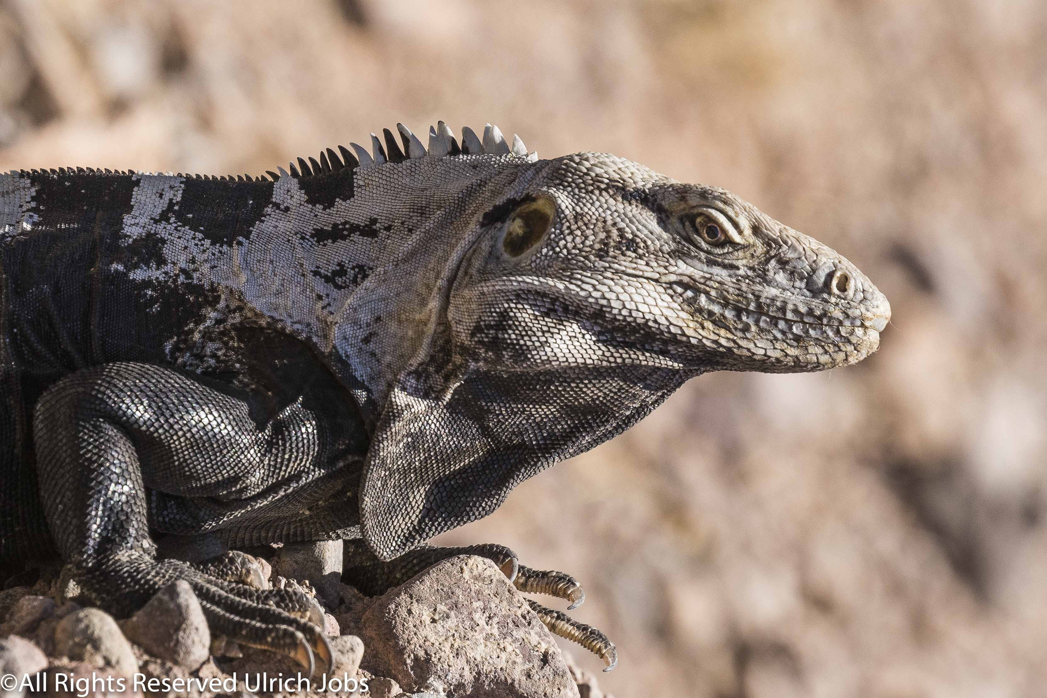 20180330_UJ_Baja_California_Isla San Esteban_0141