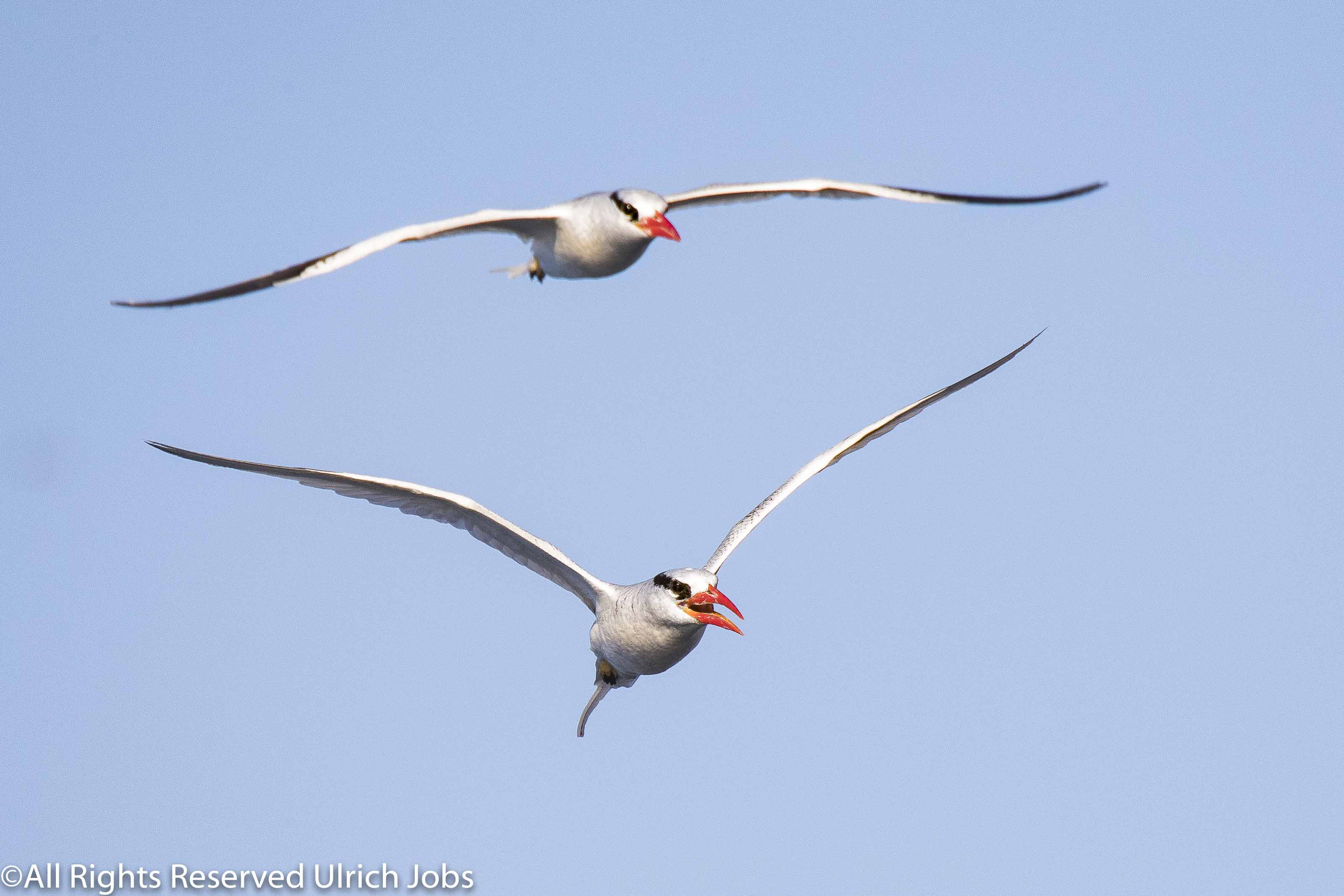 20180330_UJ_Baja_California_Isla San Petro Martir_0025