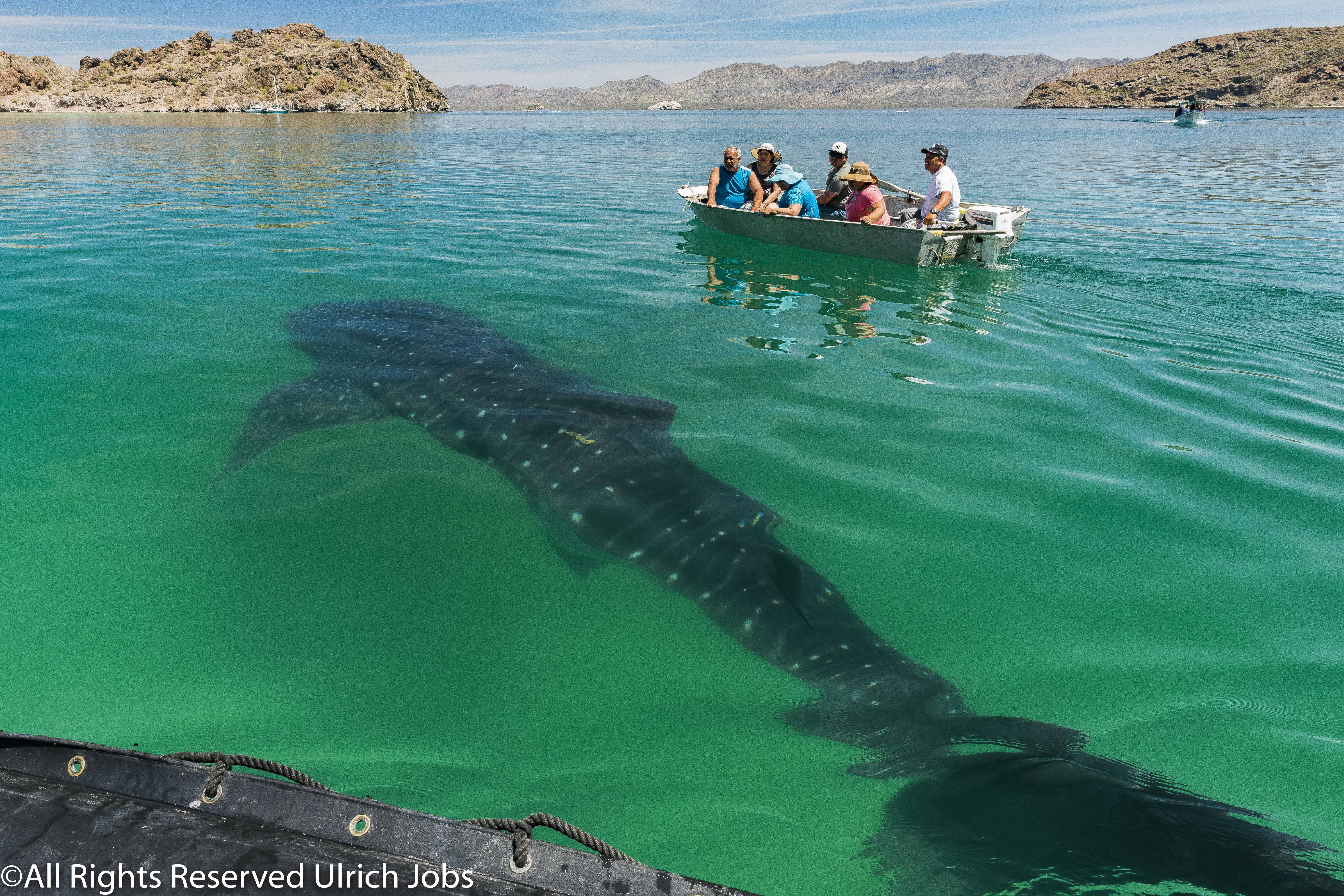 20180331_UJ_Baja_California_Baha Concepcion_0007