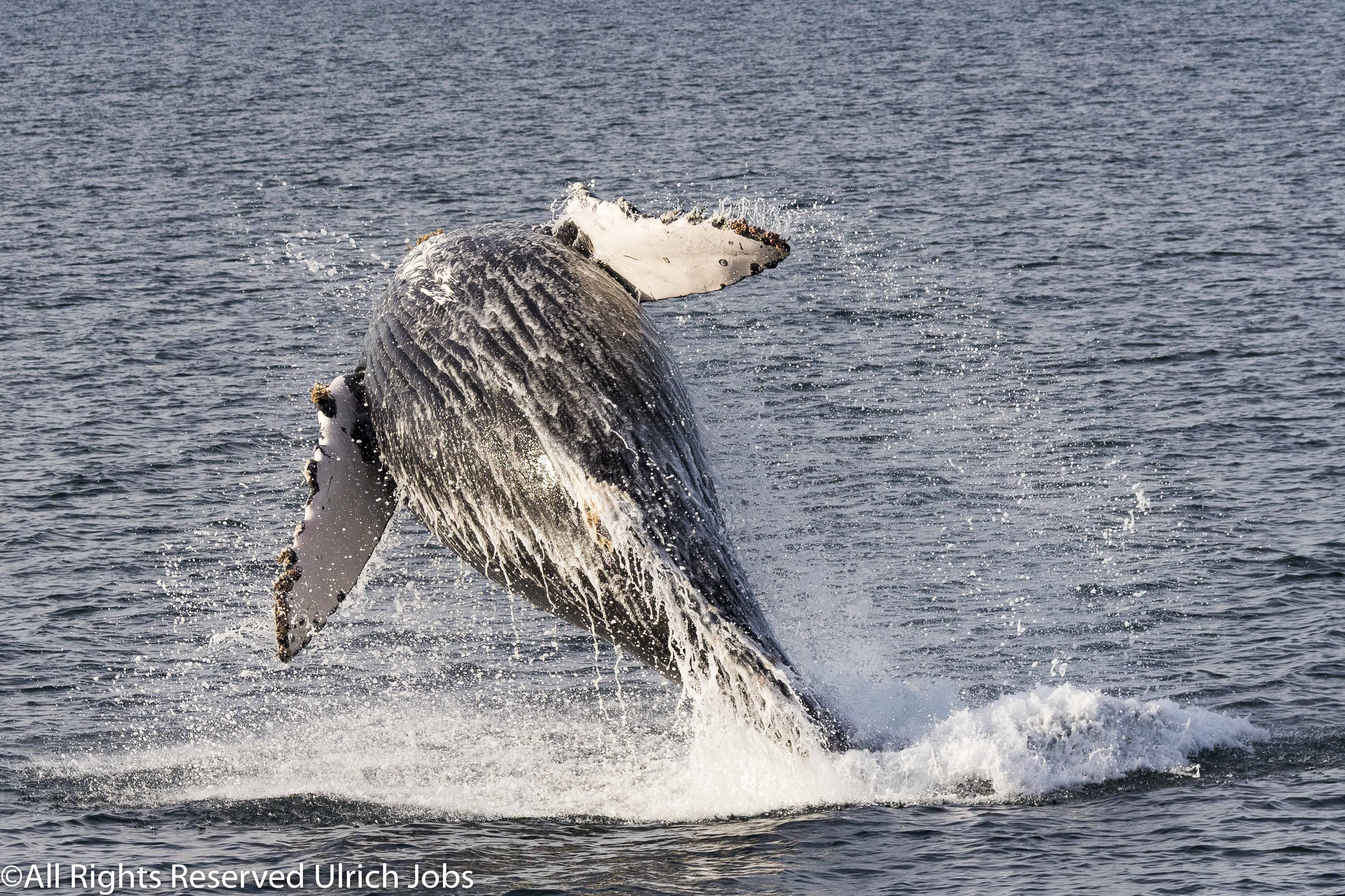 20180331_UJ_Baja_California_Baha Concepcion_0042