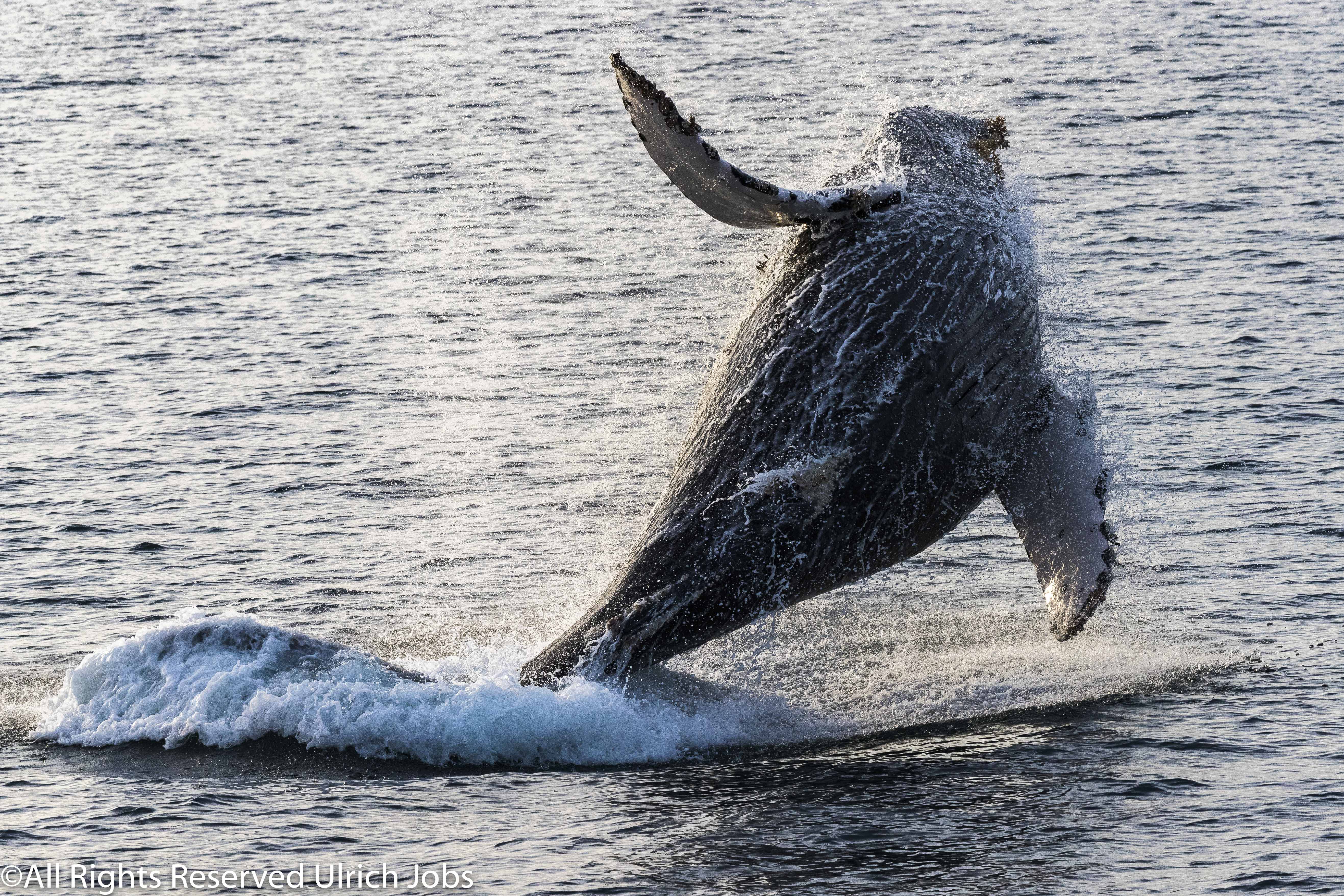 20180401_UJ_Baja_California_Baha Concepcion_0074-2