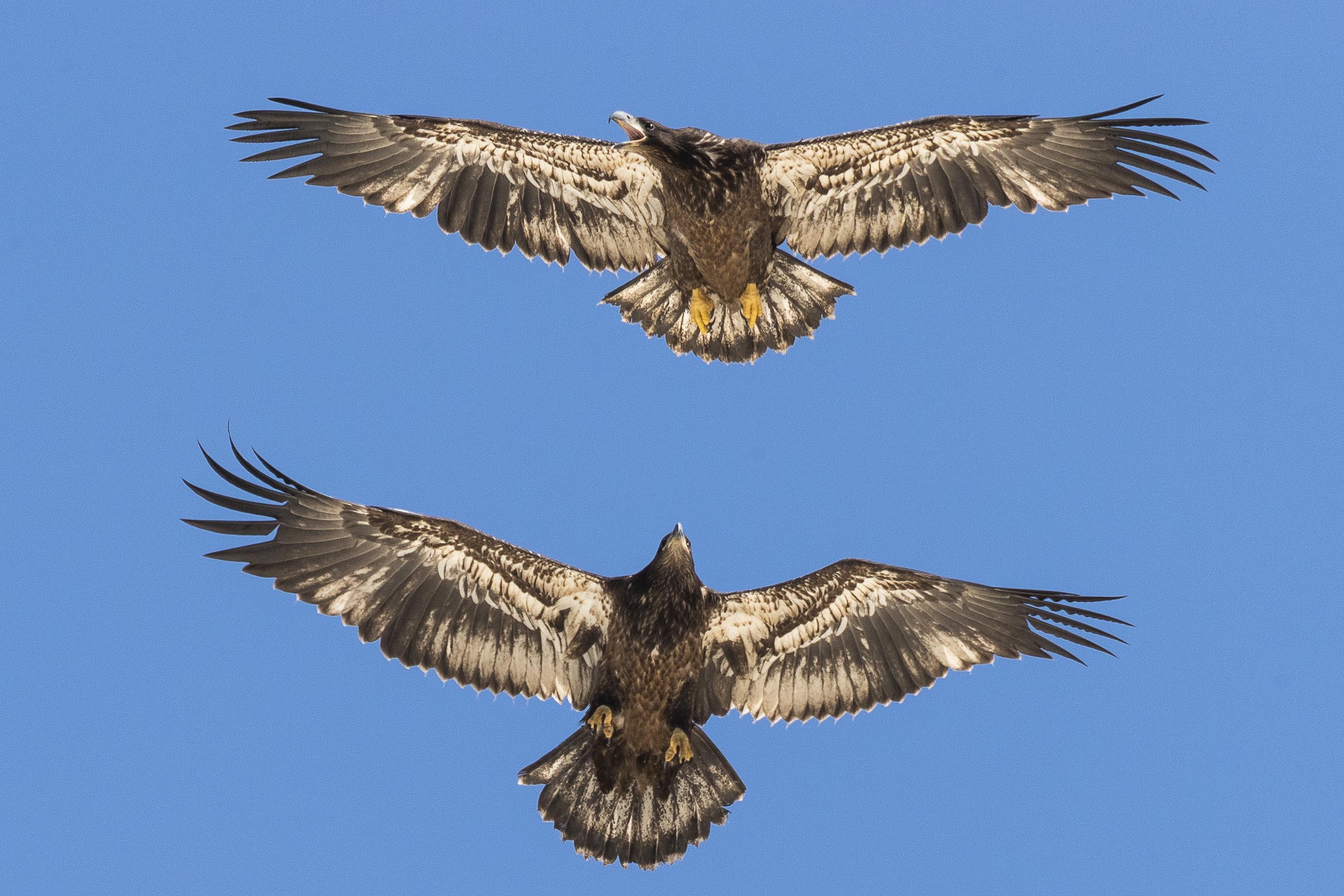 20180415_UJ_Houston_untitled shoot_0533