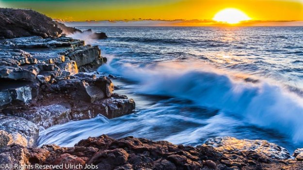 20190203_UJ_Hawaii__Wild Hawaii_0203