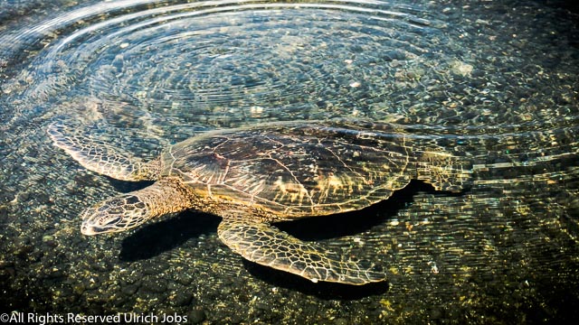 20190205_UJ_Hawaii__Wild Hawaii_1765