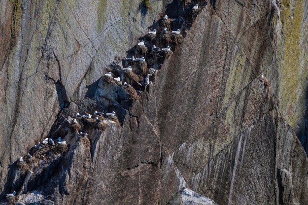 Black-legged Kittiwakes