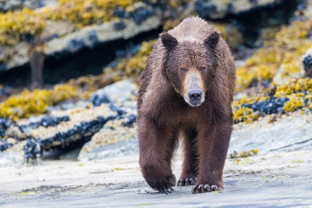 Coastal Brown Bear
