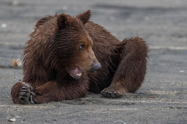 One year old Coastal Brown Bear