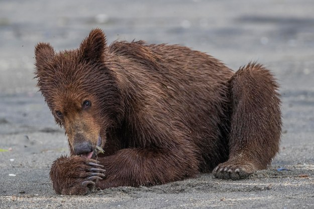 One year old Coastal Brown Bear