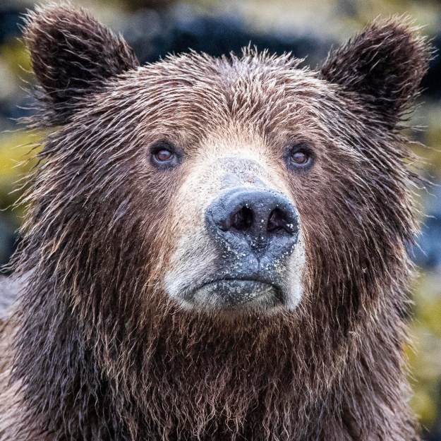 Coastal Brown Bear