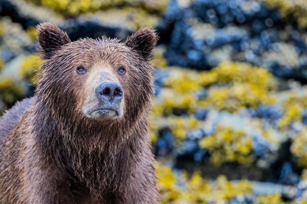 Coastal Brown Bear