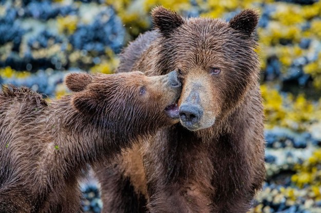 Coastal Brown Bears